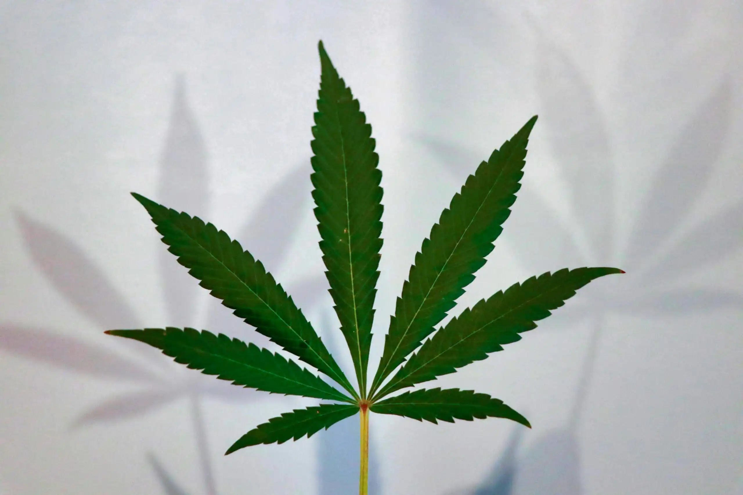 Un projet de loi de Louisiane autorisant les patients en phase terminale à utiliser de la marijuana médicale dans les hôpitaux est présenté au gouverneur après l'approbation de la législature