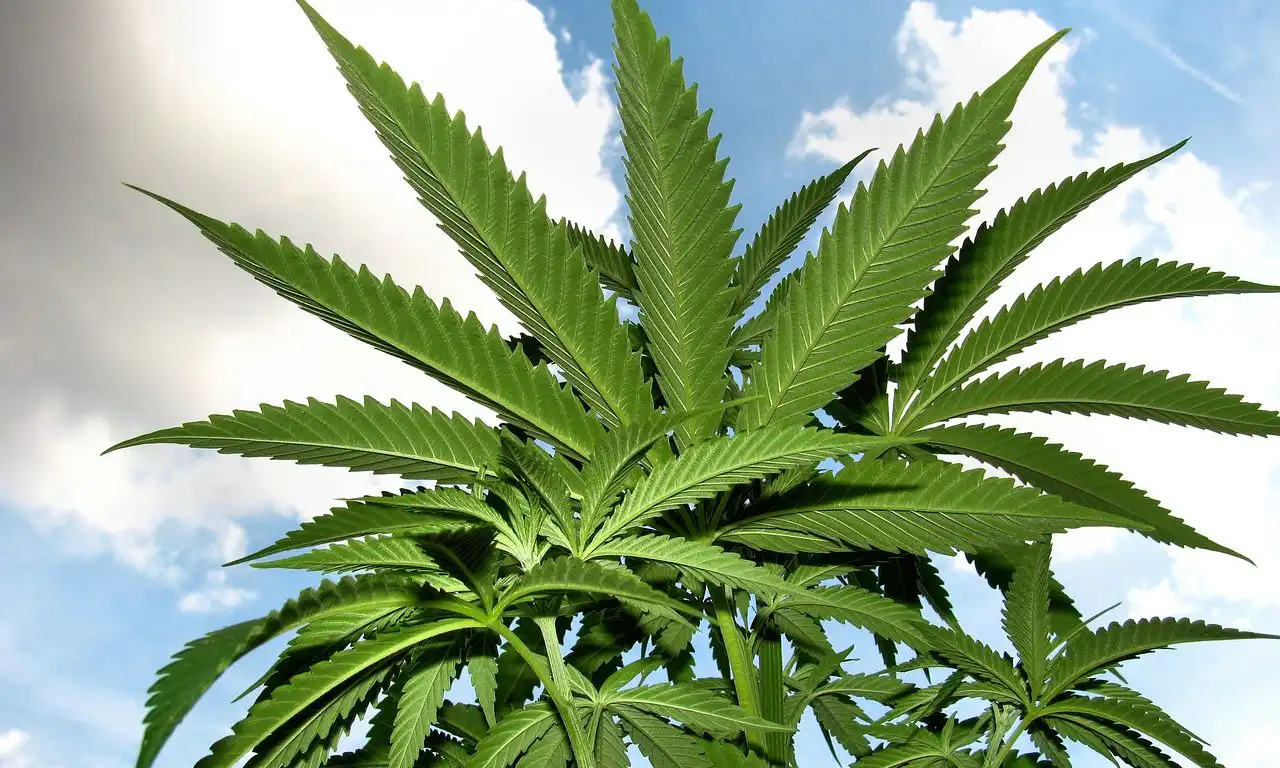 Rapport du Congrès sur ce que fait et ne fait pas le rééchelonnement du cannabis (Newsletter : 7 mai 2026)