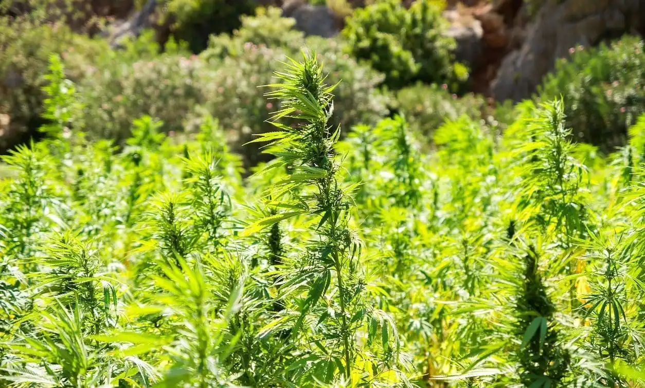 Il est peu probable que le Congrès empêche une nouvelle interdiction fédérale sur les produits à base de chanvre et de THC cette année, selon le principal groupe de réforme de la marijuana