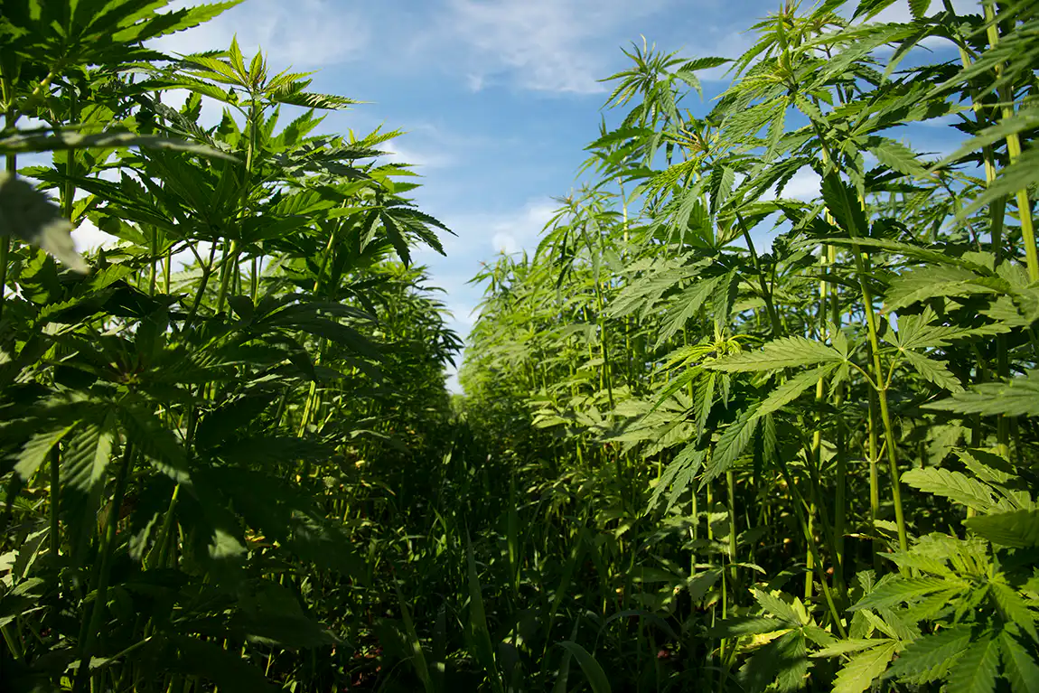 Les entreprises de chanvre et de marijuana devraient s'unir autour d'un nouveau cadre réglementaire qui protège les consommateurs et soutient les agriculteurs (Op-Ed)