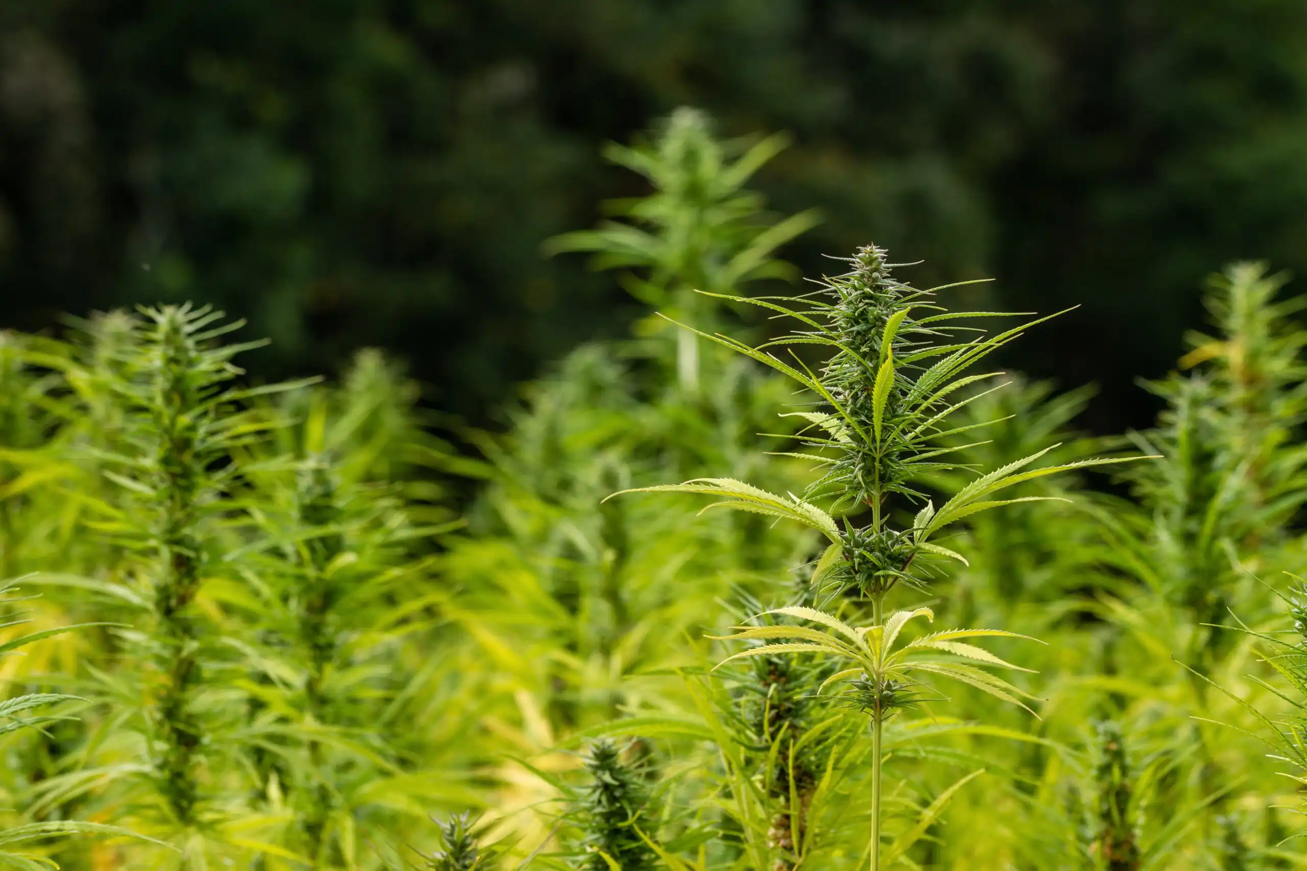 Les entreprises de chanvre de Floride espèrent que Trump pourra les sauver de l’interdiction fédérale prévue sur les produits à base de THC