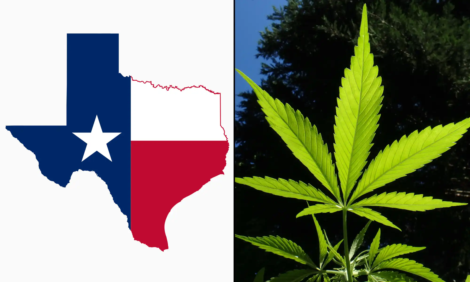Le candidat démocrate au poste de lieutenant-gouverneur du Texas fait campagne en faveur de la réforme de la marijuana lors du rassemblement « Légalisez-la »