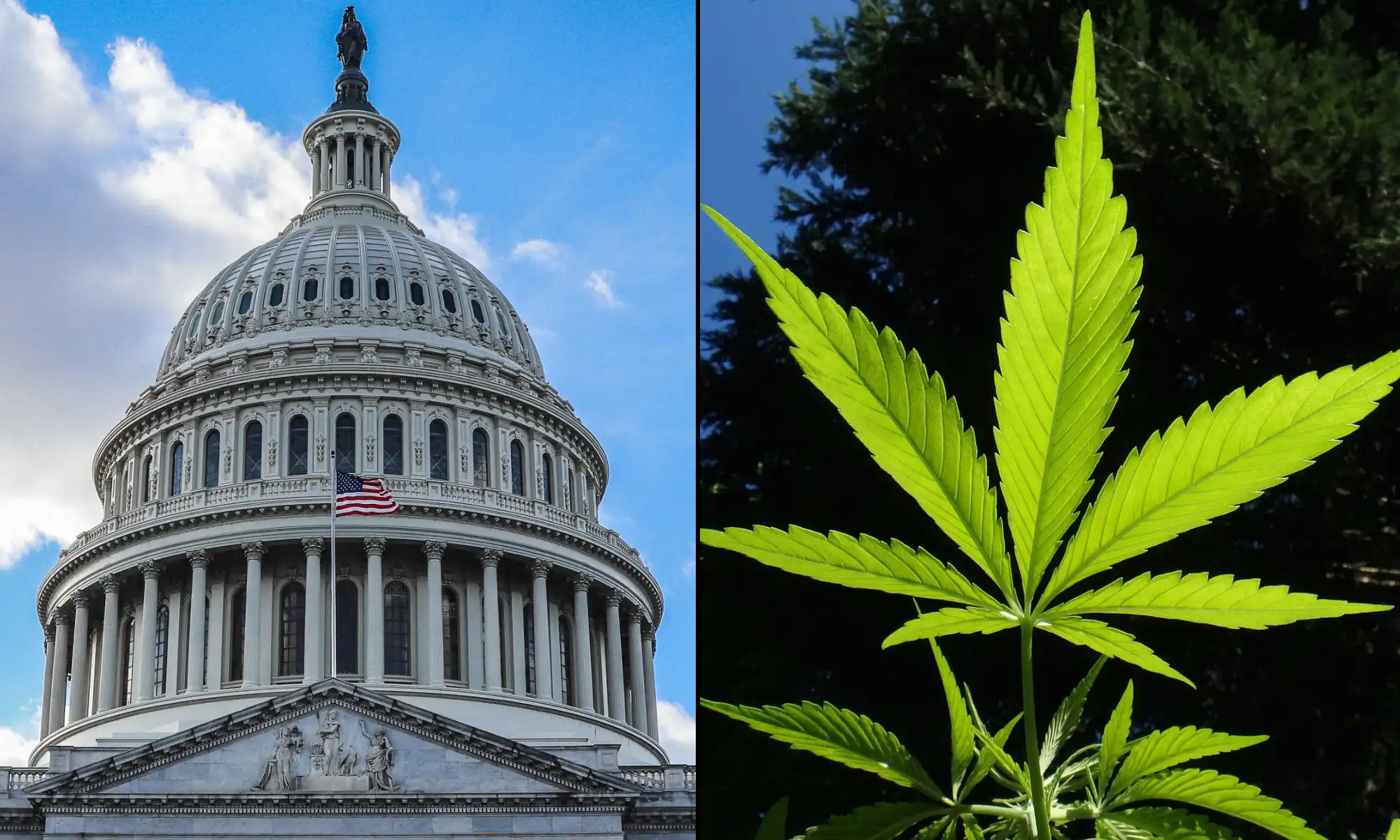 Les groupes de défense du cannabis poussent le Congrès à légaliser et à d'autres réformes suite à la décision de Trump de reprogrammer