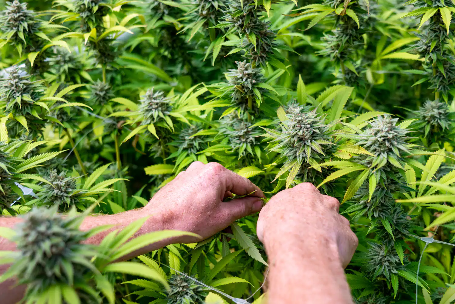 Le Congrès examine un amendement sur le cannabis médical pour les anciens combattants (Newsletter : 8 mai 2026)