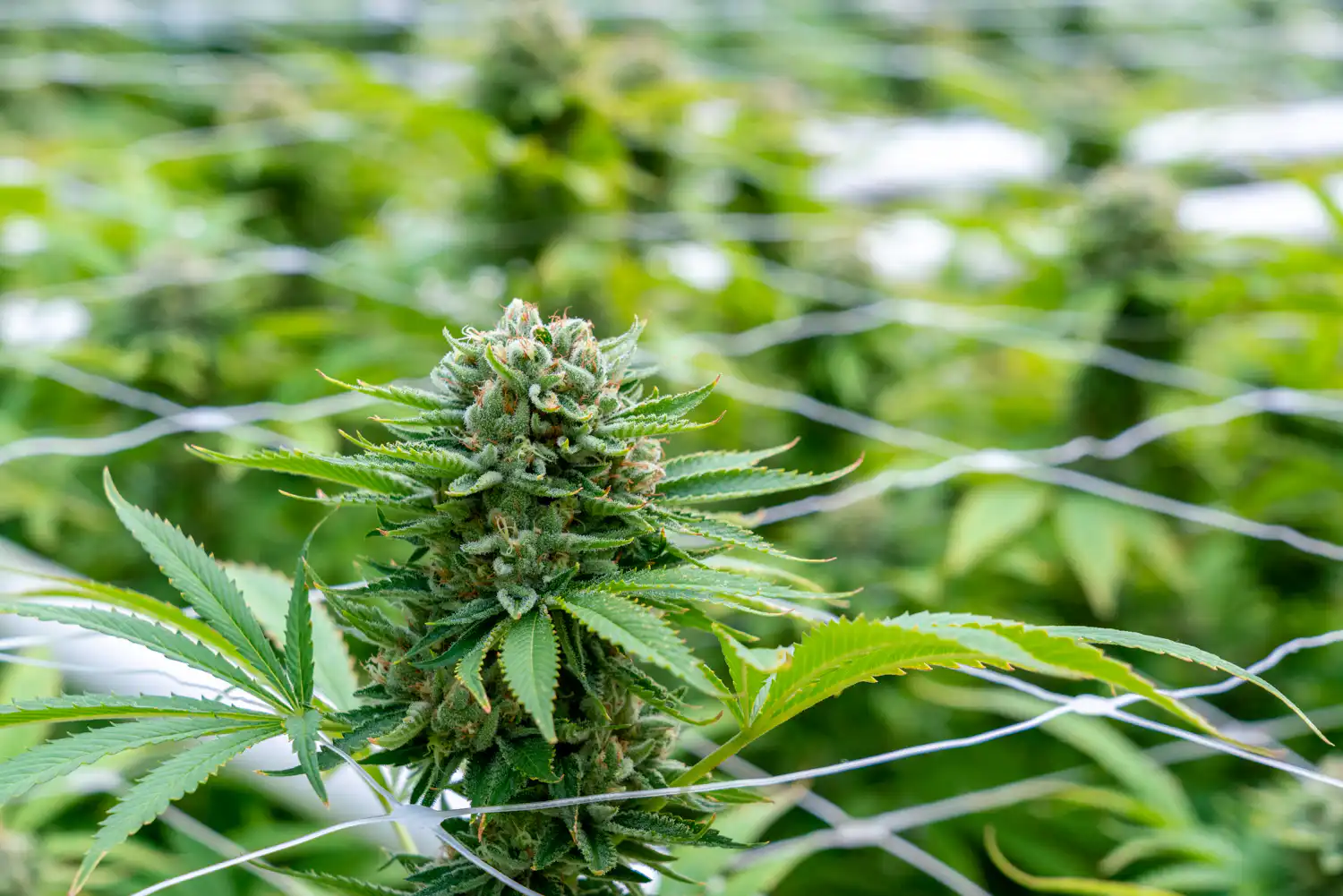 Le procès vise à annuler le rééchelonnement du cannabis (Newsletter : 6 mai 2026)
