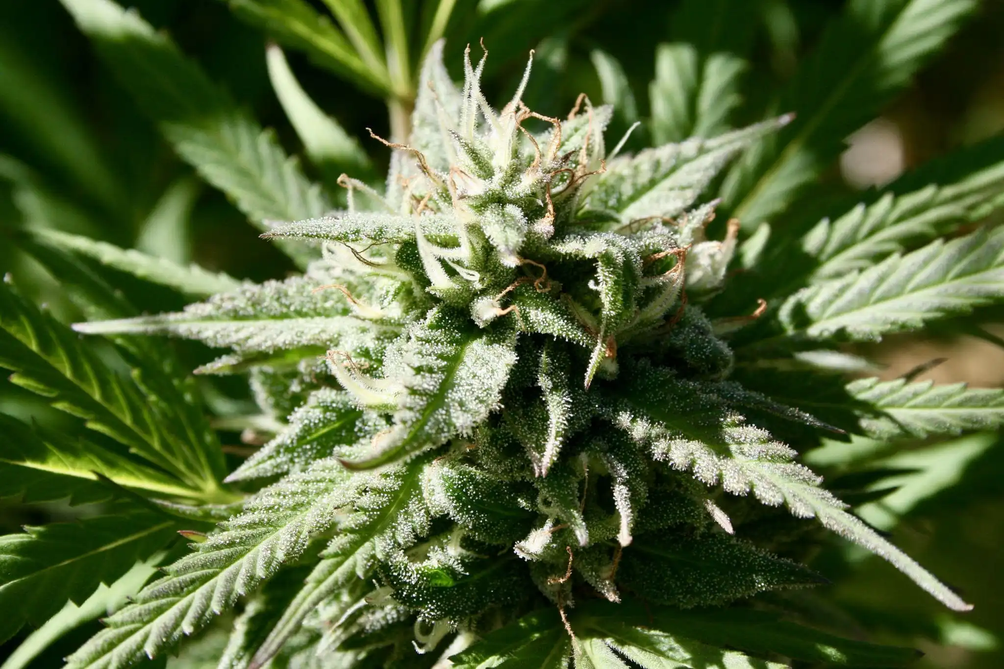 Les législateurs du Connecticut adoptent un projet de loi visant à rétablir les limites de THC pour la fleur de marijuana