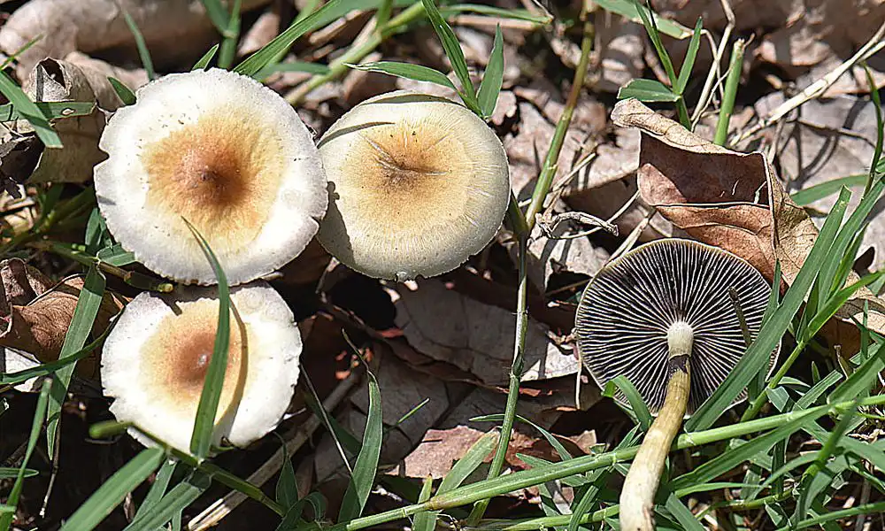 Les législateurs du Massachusetts approuvent des projets de loi visant à créer des programmes pilotes de thérapie psychédélique