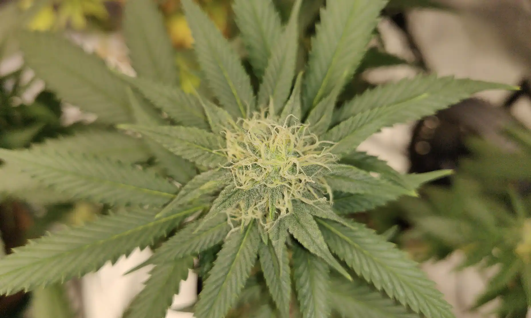 Les entreprises de cannabis peuvent demander des protections fédérales auprès de la DEA cette semaine (Newsletter : 28 avril 2026)