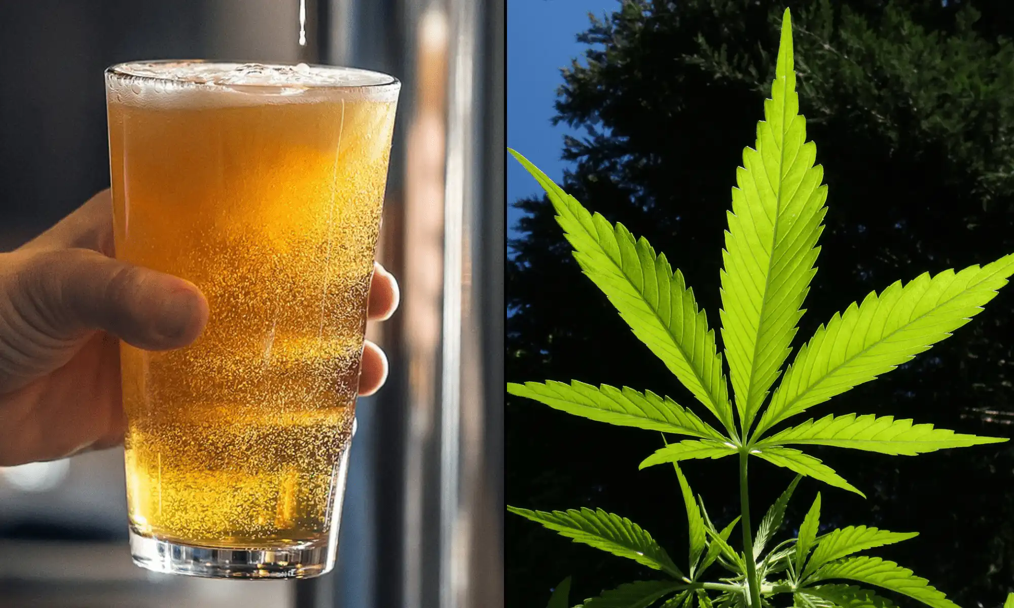 Un important groupe de lobbying dans les restaurants pousse le Congrès à maintenir légales les boissons au chanvre et au THC comme alternative à l'alcool