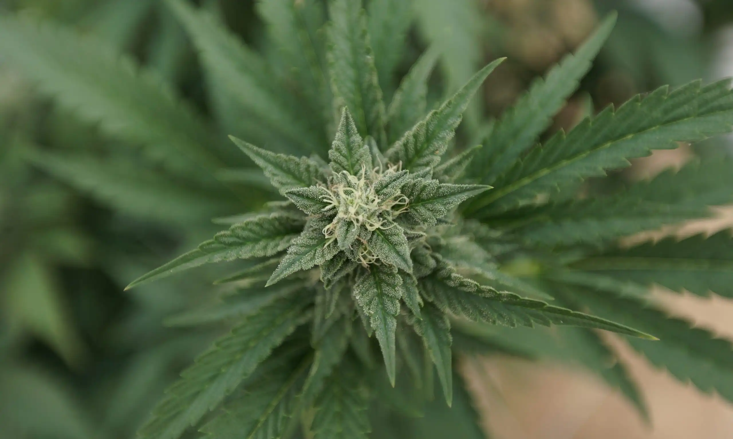 Les documents VA sur le cannabis révèlent l'impact de l'Annexe III pour les anciens combattants (Newsletter : 26 mai 2026)