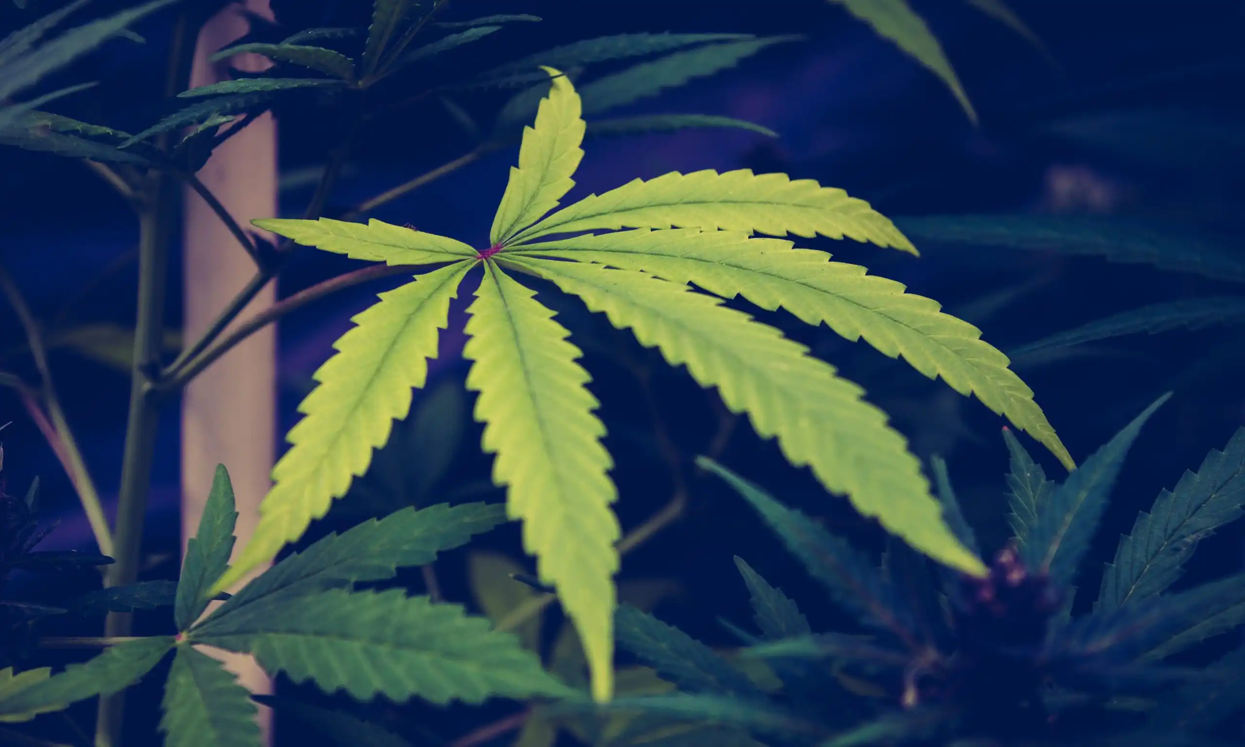 Le gouverneur du Delaware signe un projet de loi autorisant l'usage médical de la marijuana dans les hôpitaux par les patients en phase terminale