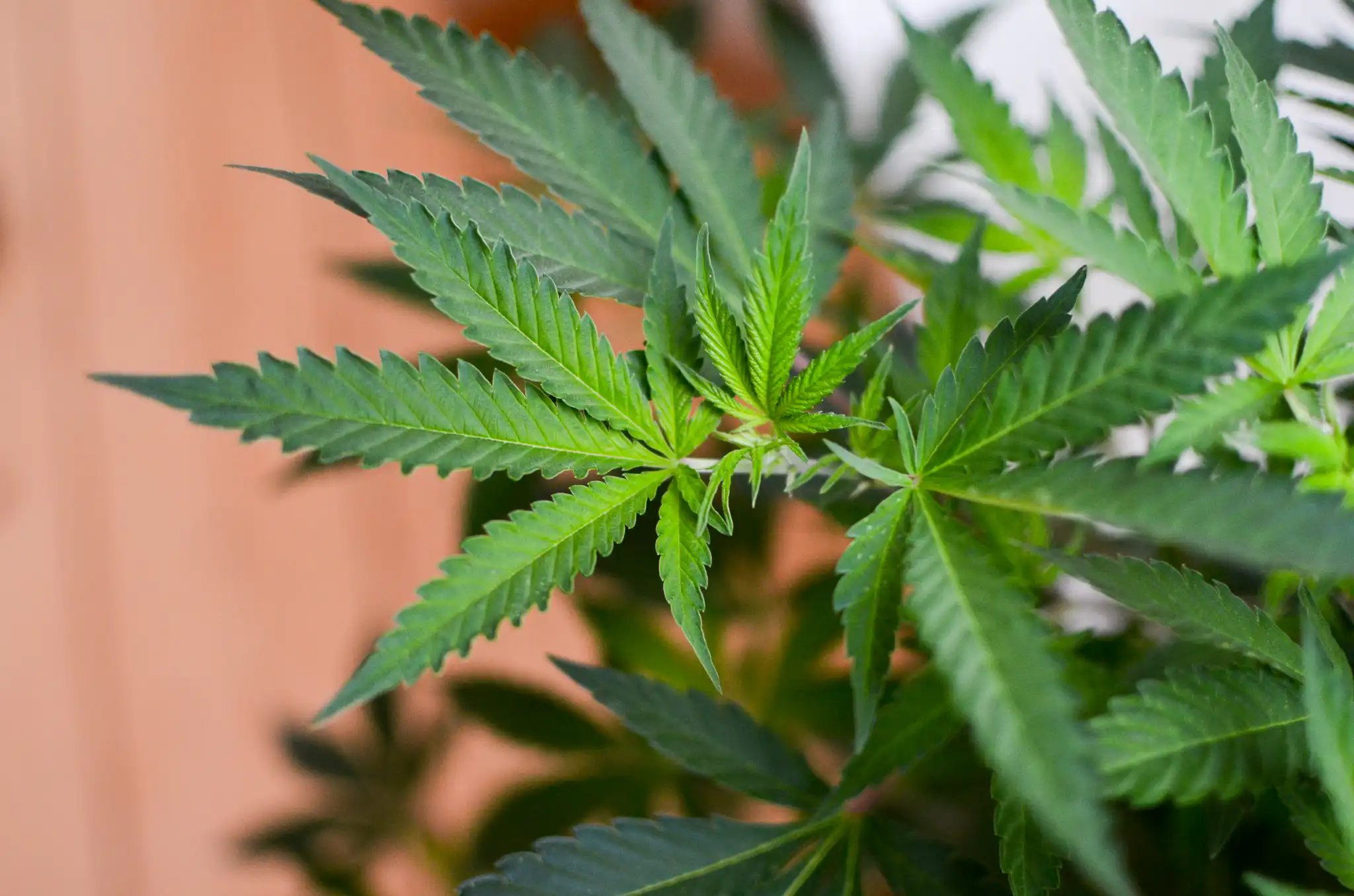 La décision de Trump de reprogrammer la marijuana ouvre la porte au commerce interétatique du cannabis, selon un groupe réformateur de premier plan