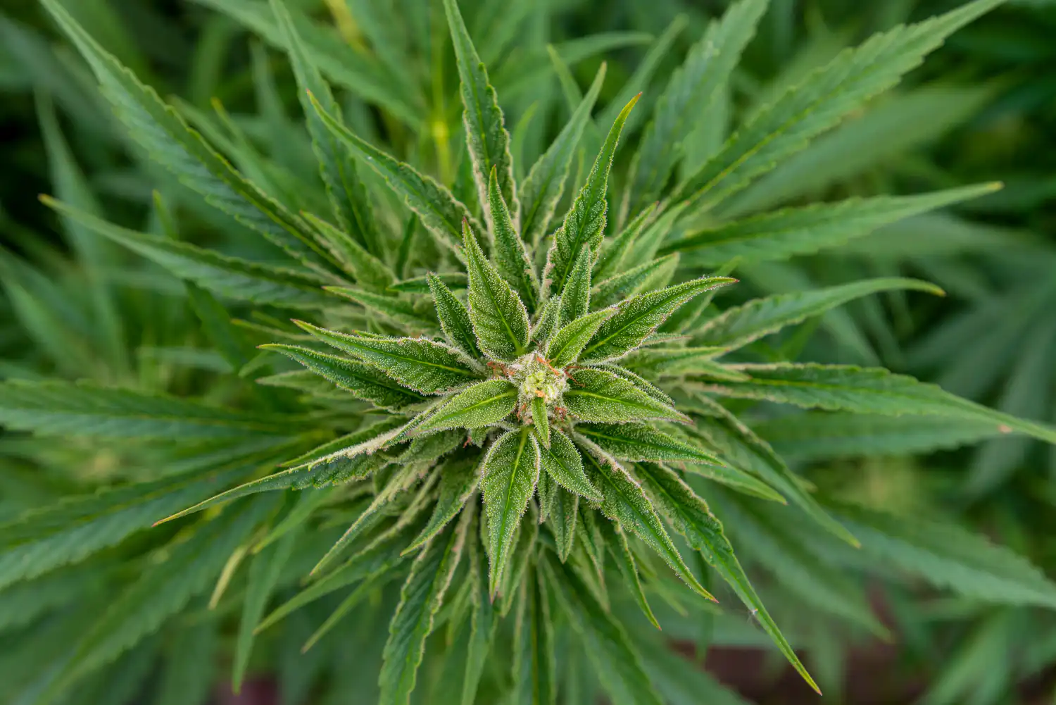 La DEA précise que le composant du cannabis synthétique est illégal (Newsletter : 4 mai 2026)