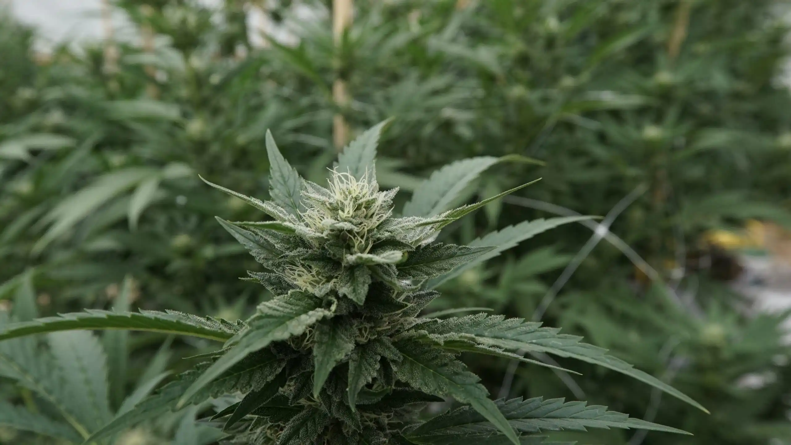 Les amendements sur le chanvre sont pour l’instant bloqués au Congrès (Newsletter : 29 avril 2026)