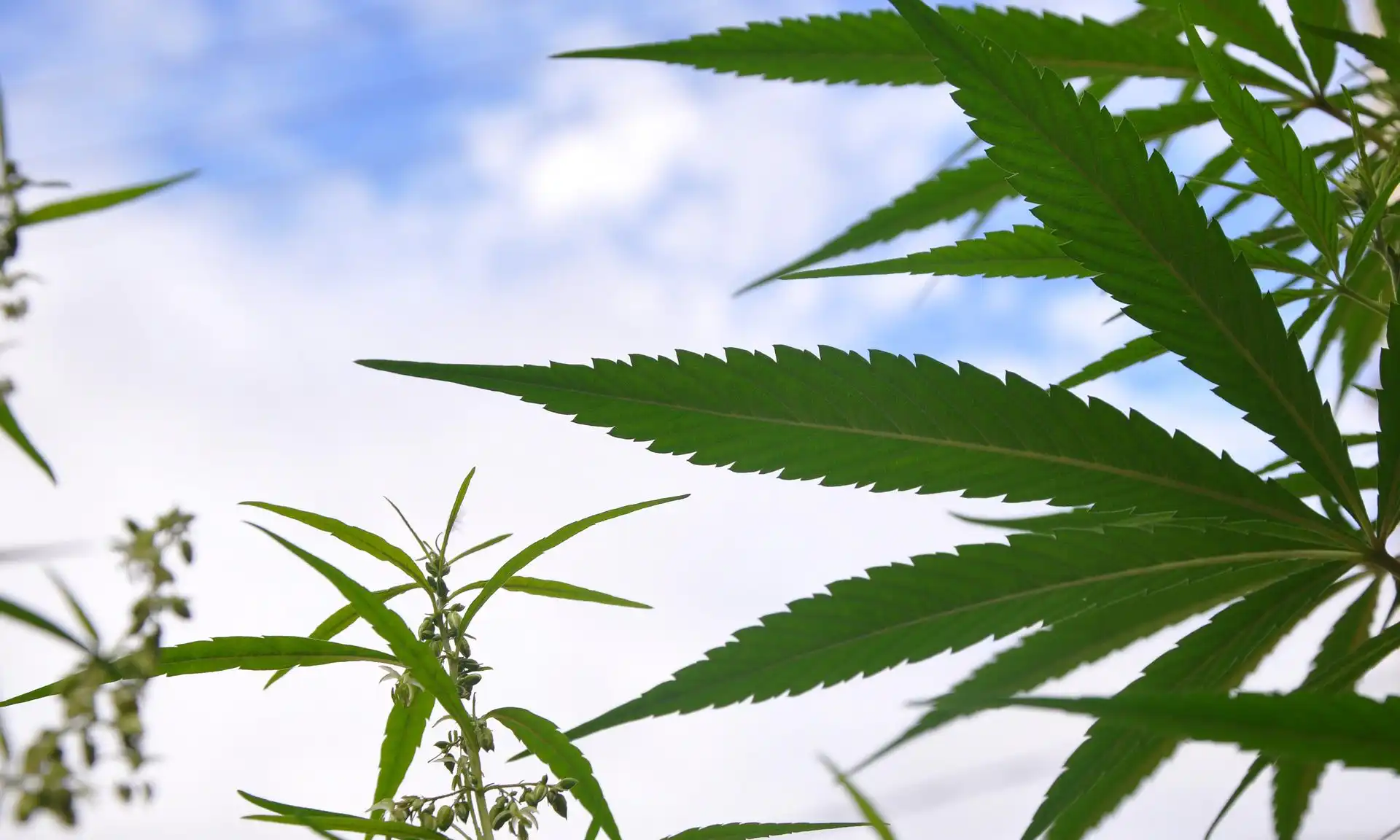 Le comité du Congrès dirigé par le GOP vote pour bloquer le reprogrammation de la marijuana, défiant Trump