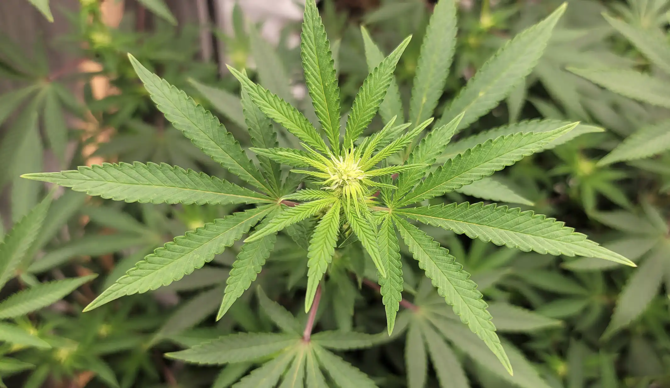 Les sénateurs de New York approuvent un projet de loi traitant de la réciprocité de la marijuana médicale pour les patients de l'extérieur de l'État et les articulations pré-roulées