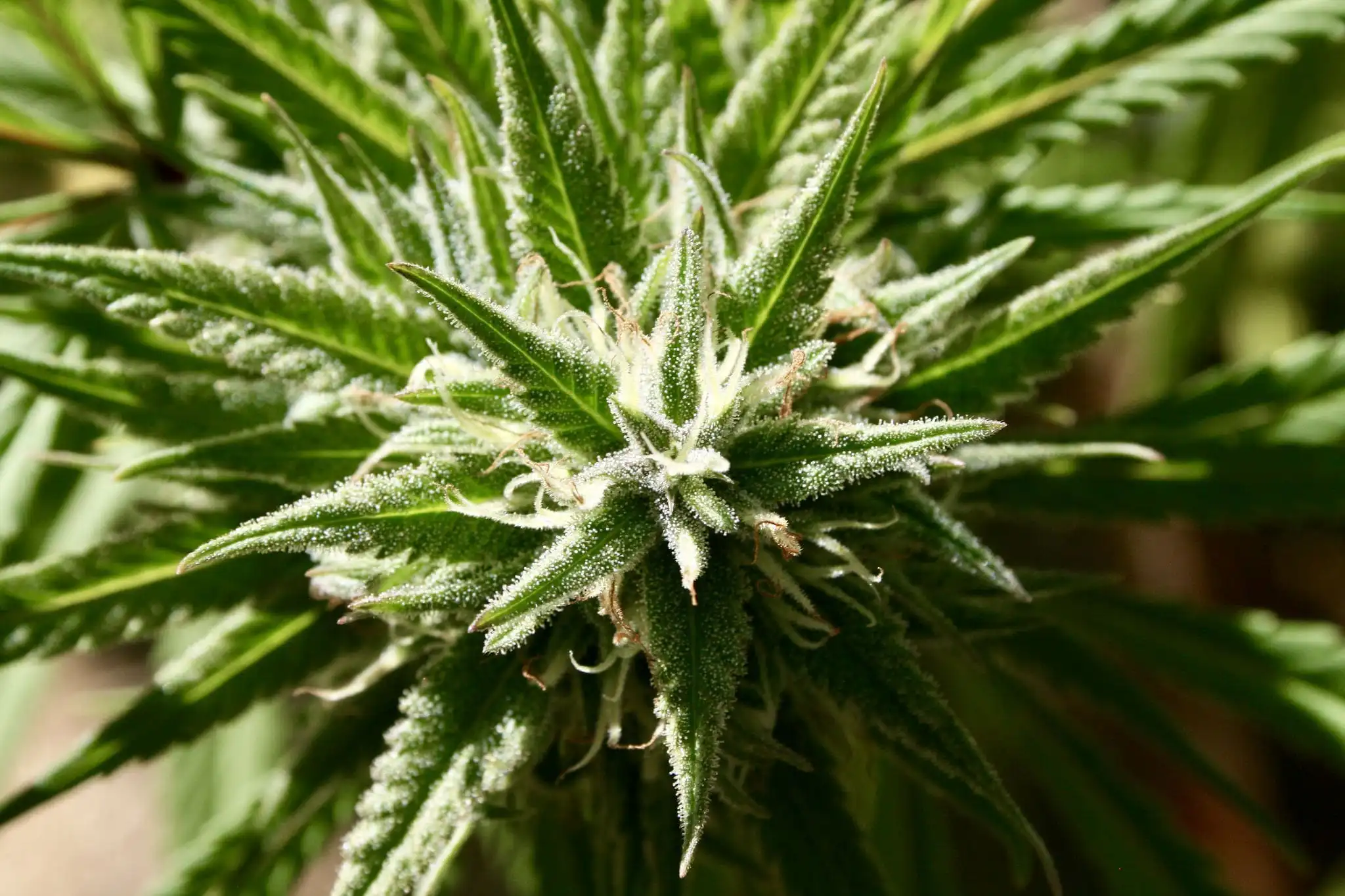 L'Indiana devra s'attaquer à la légalisation de la marijuana parce qu'elle est à la traîne par rapport aux États voisins, déclare le gouverneur