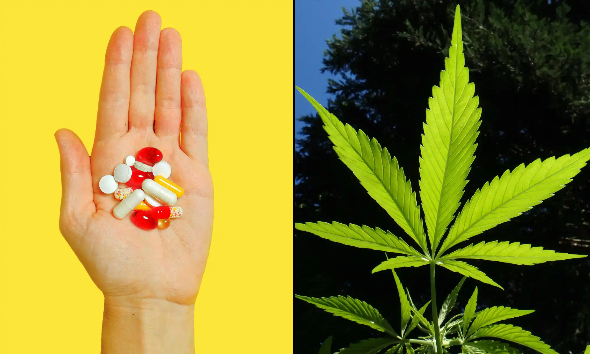 La marijuana médicale aide les patients souffrant de douleurs à réduire leur consommation d'opioïdes, selon une nouvelle étude
