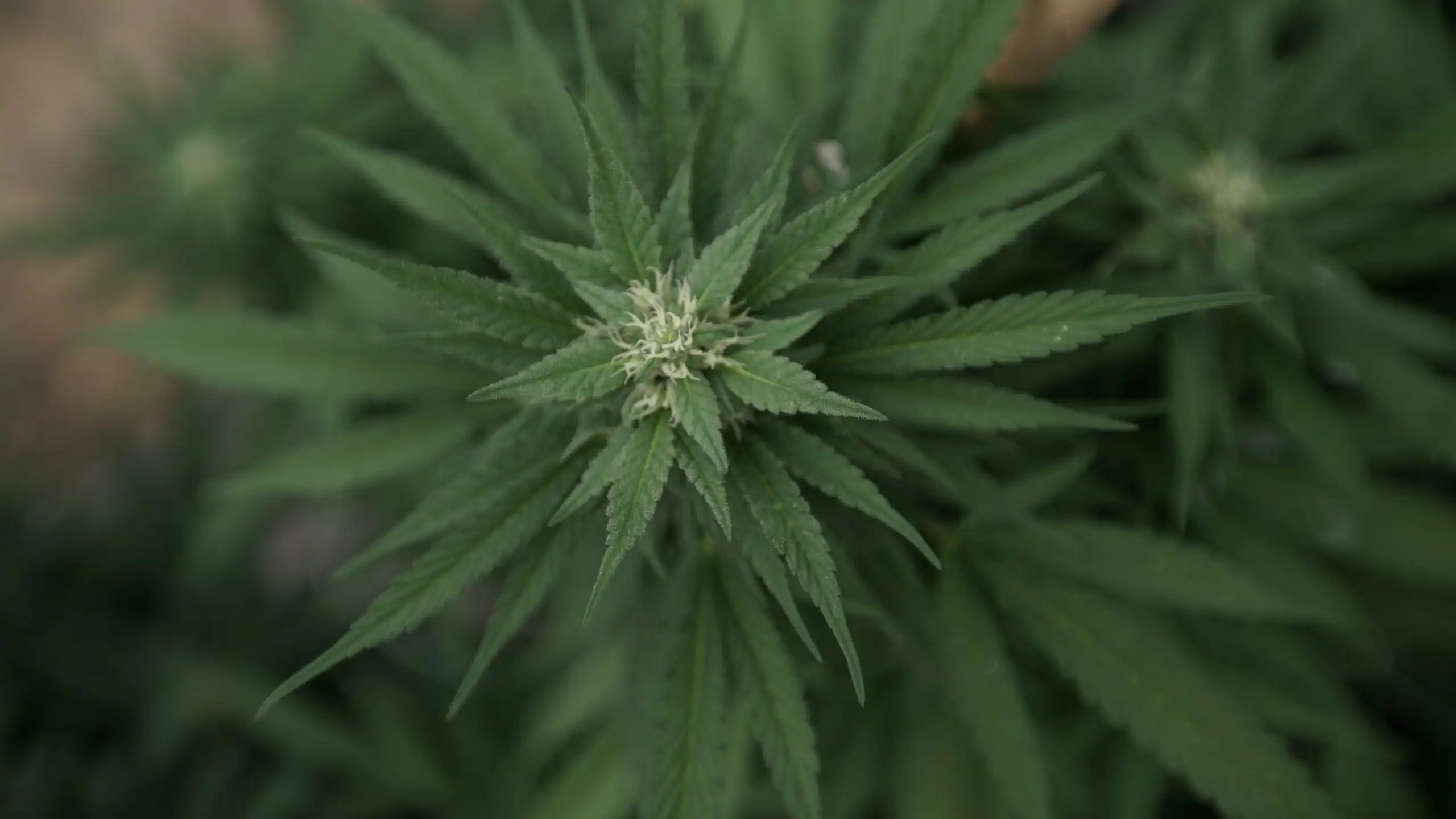 La DEA admet que le cannabis légal n’augmente pas la consommation chez les jeunes (Newsletter : 19 mars 2026)