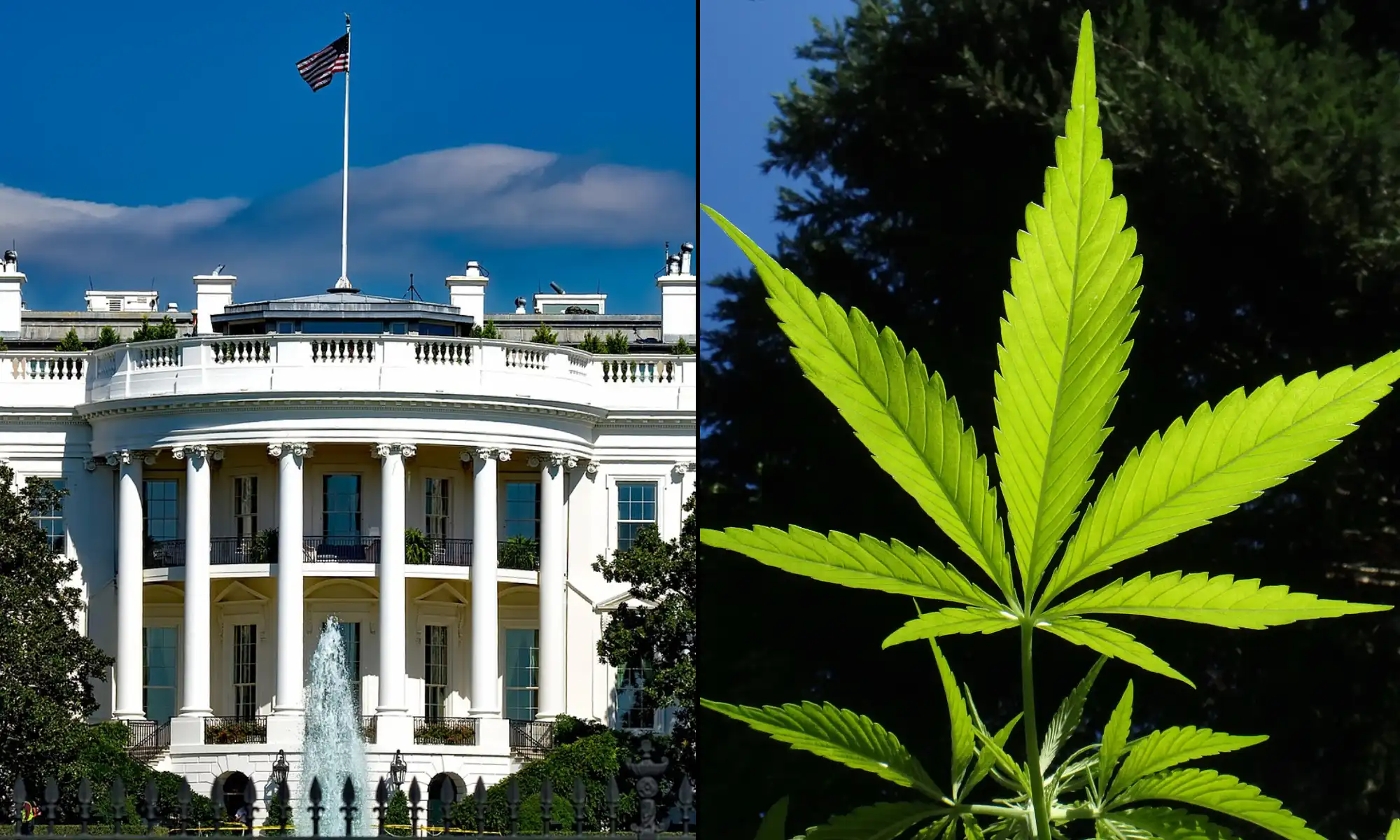La Maison Blanche tire la sonnette d'alarme sur la marijuana « à haute puissance » et sa commercialisation dans le cadre de la nouvelle stratégie nationale antidrogue