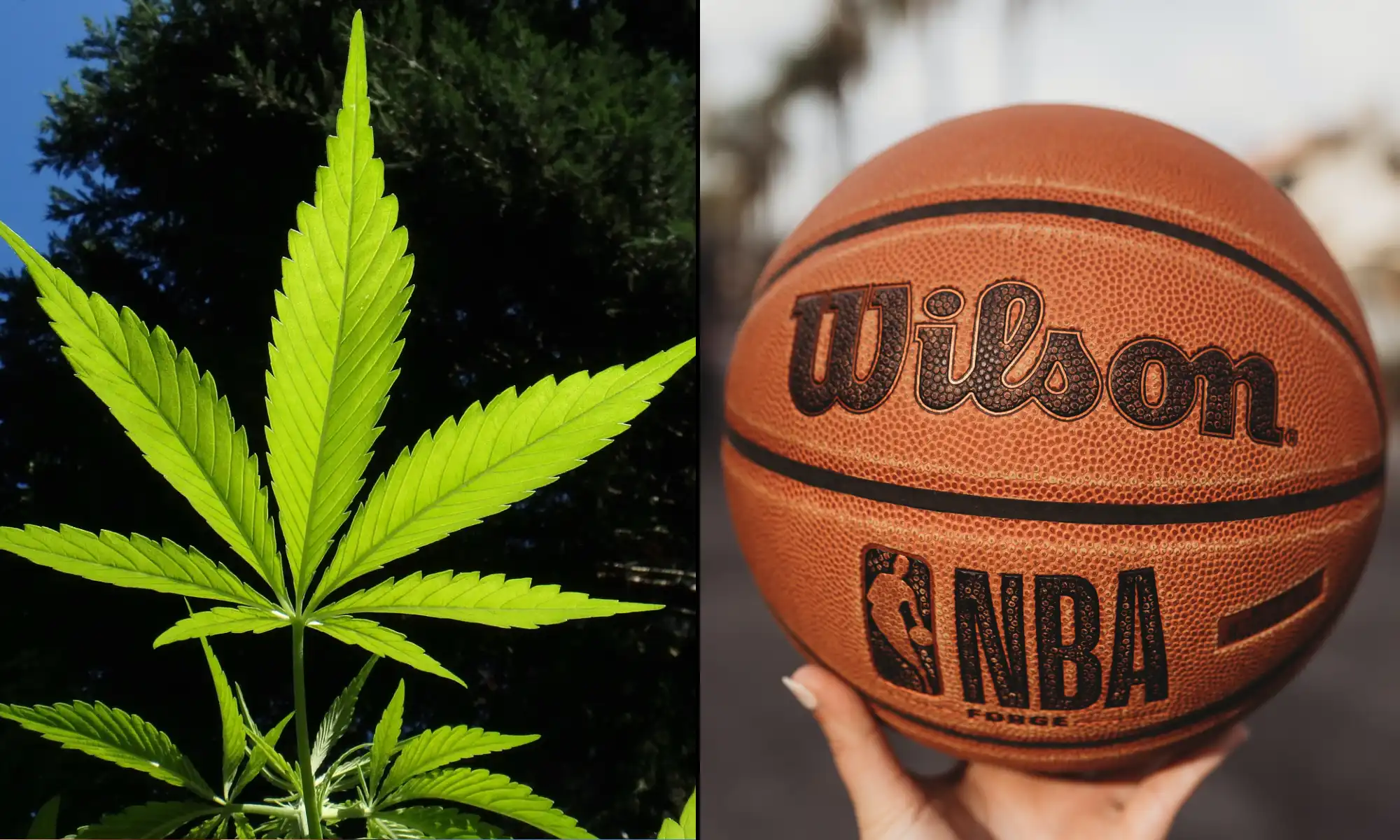 La WNBA propose de mettre fin aux tests de dépistage de marijuana pour les joueuses de basket-ball dans le cadre d'un accord avec le syndicat