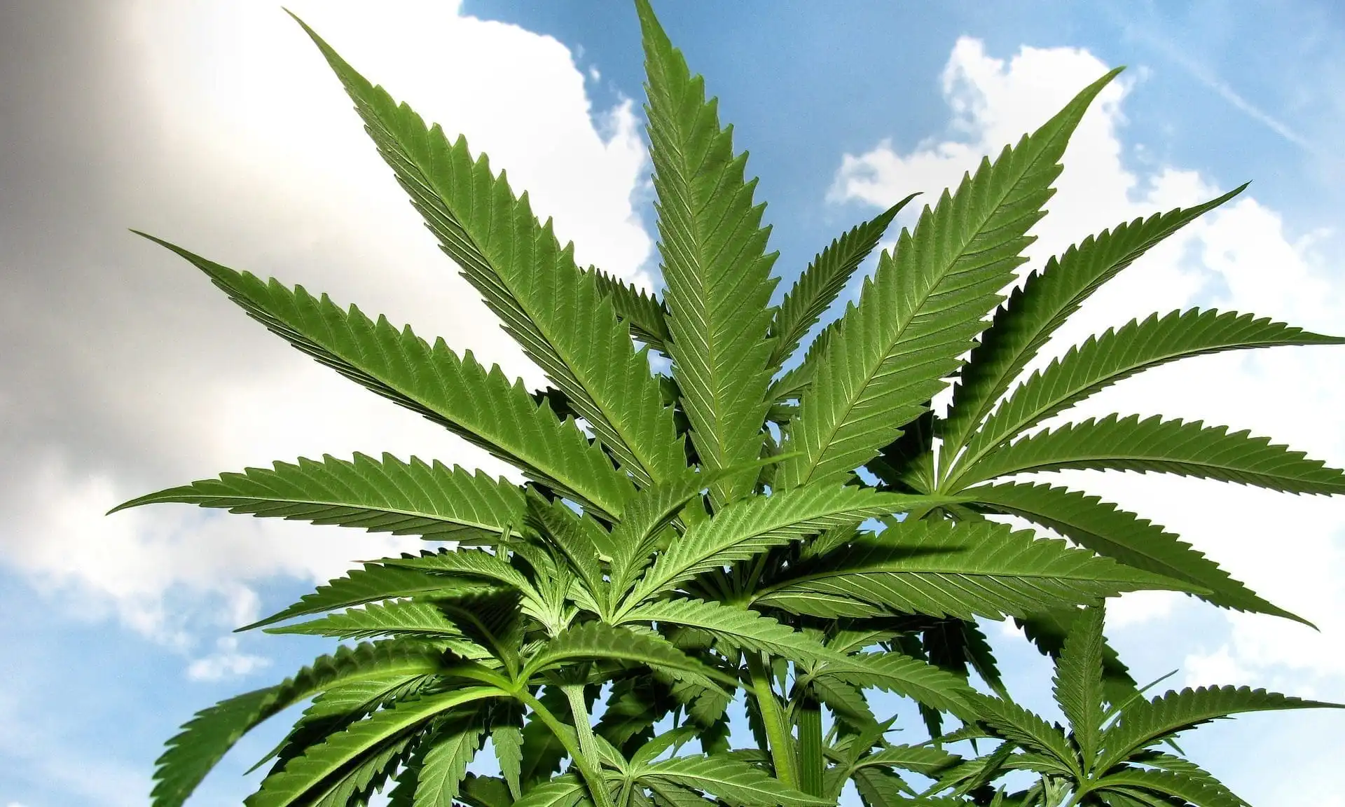 La Californie a généré 8,4 milliards de dollars de recettes fiscales sur la marijuana, annonce le gouverneur