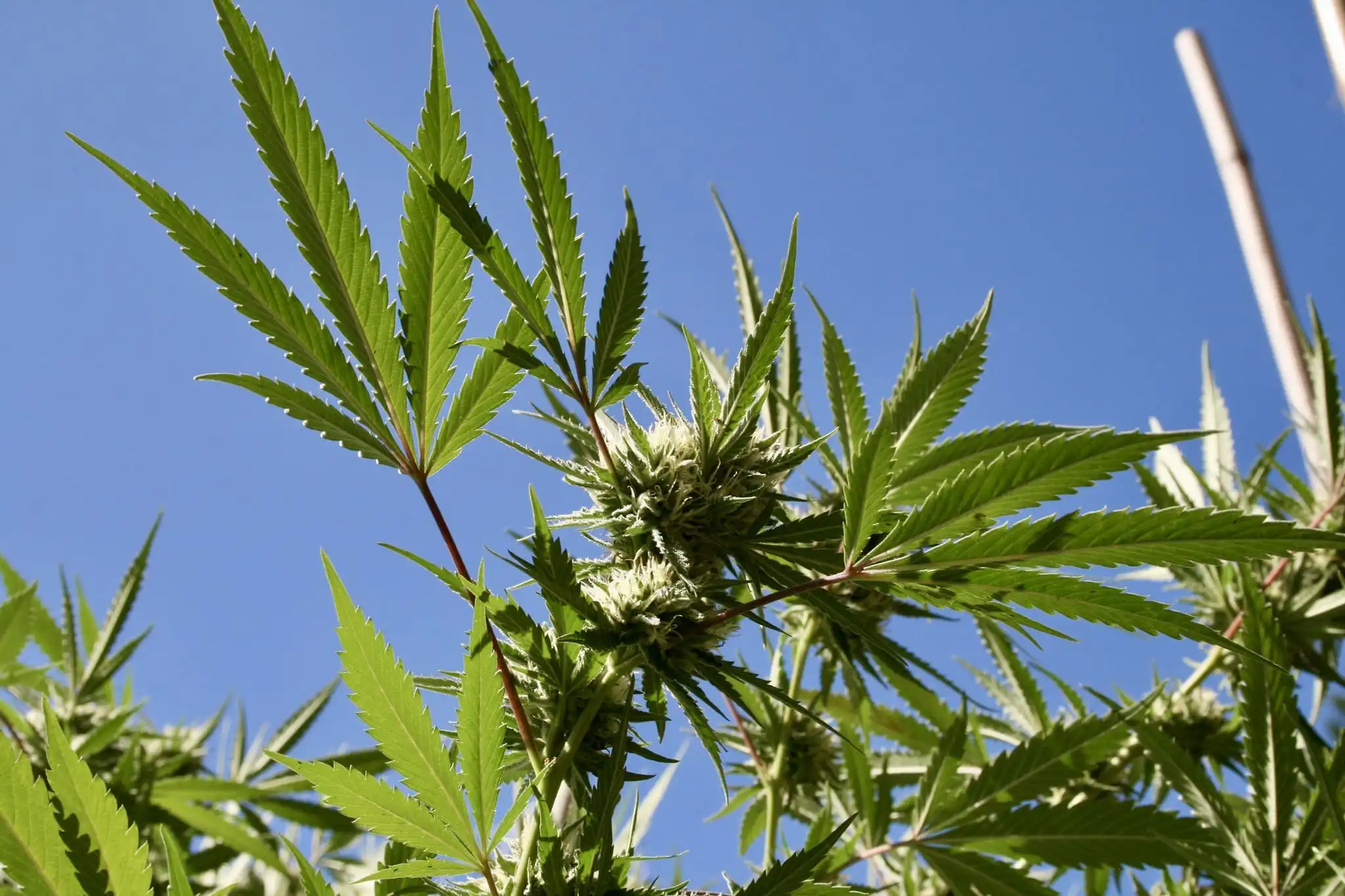 La Louisiane autorisera les patients en phase terminale à consommer de la marijuana médicale dans les hôpitaux après que le gouverneur ait autorisé l'entrée en vigueur du projet de loi sans sa signature