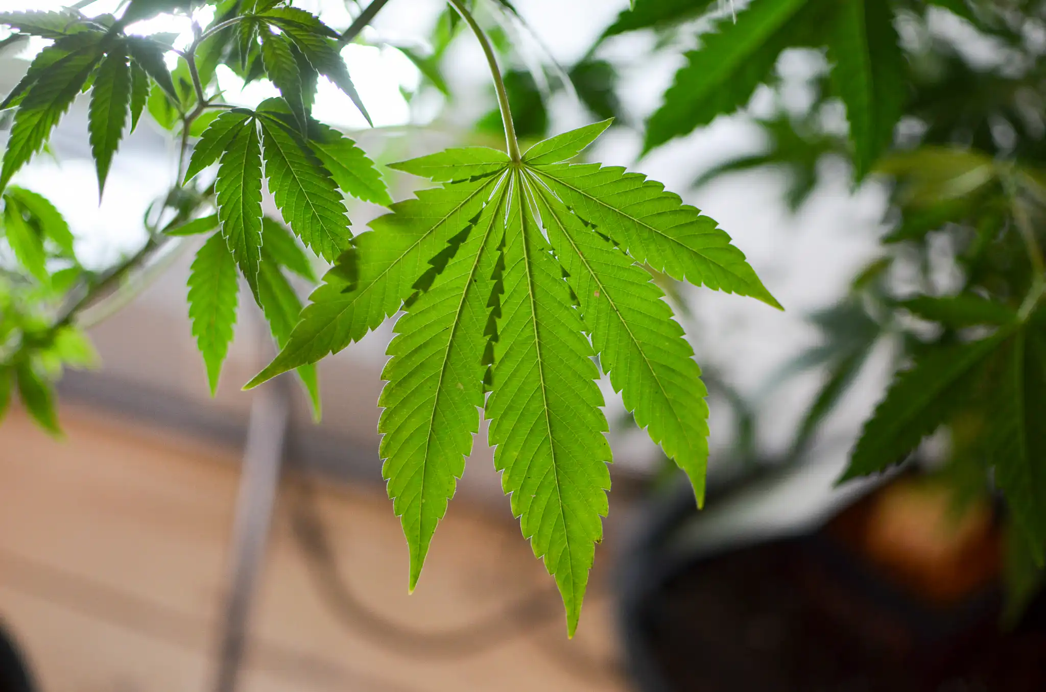 Les candidats républicains au poste de gouverneur de Floride s’unissent pour s’opposer à la légalisation de la marijuana