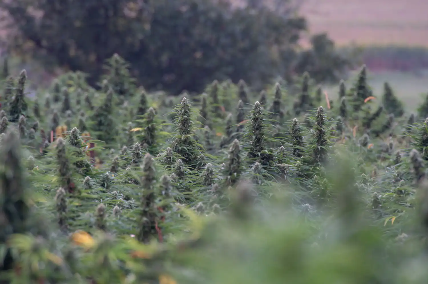 Les amendements du Congrès visant à retarder ou à accélérer l'interdiction fédérale des produits à base de chanvre et de THC n'obtiendront pas de votes