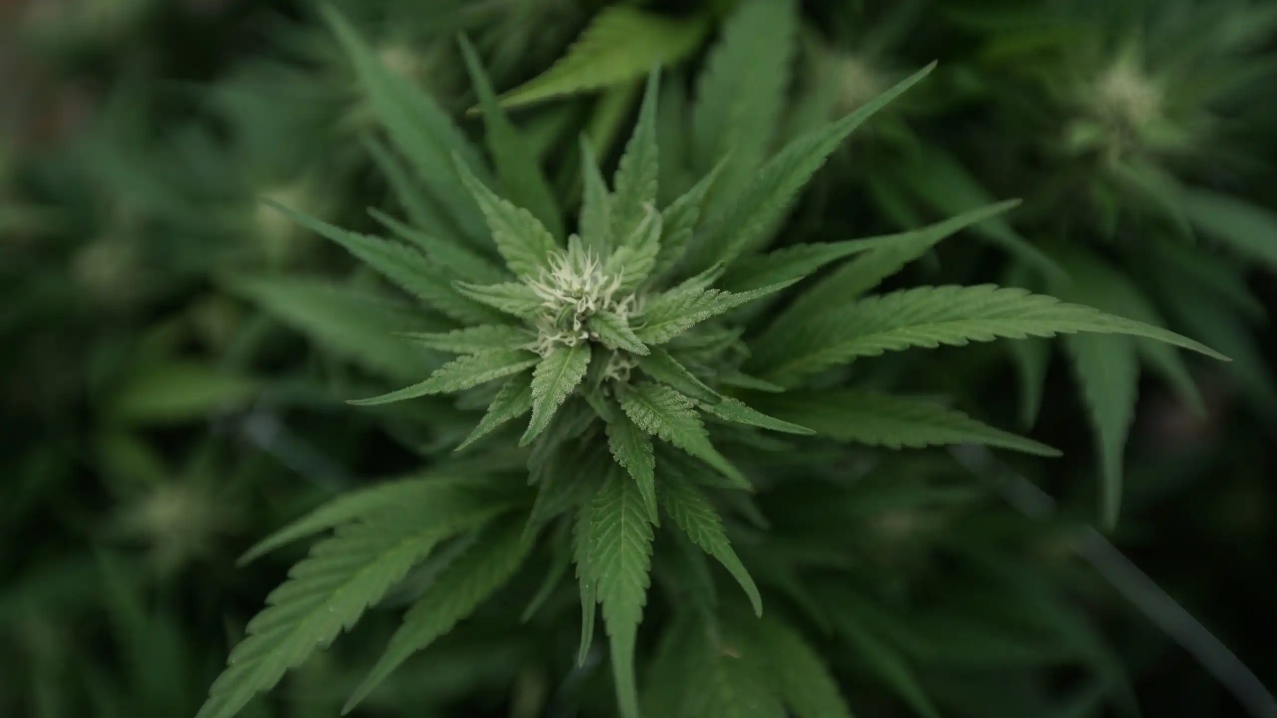 La consommation quotidienne de cannabis dépasse celle de l’alcool et des cigarettes (Newsletter : 29 juillet 2026)