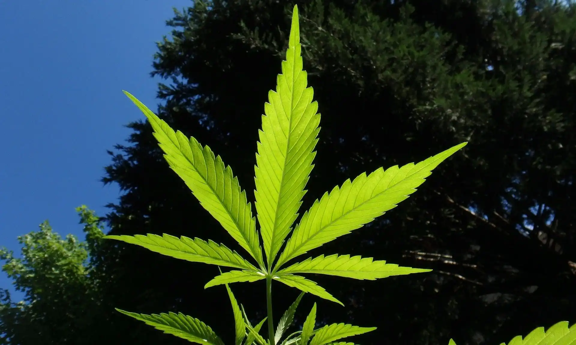 La famille et les amis du gouverneur de Virginie sont « mécontents » de son veto sur la marijuana, admet-elle