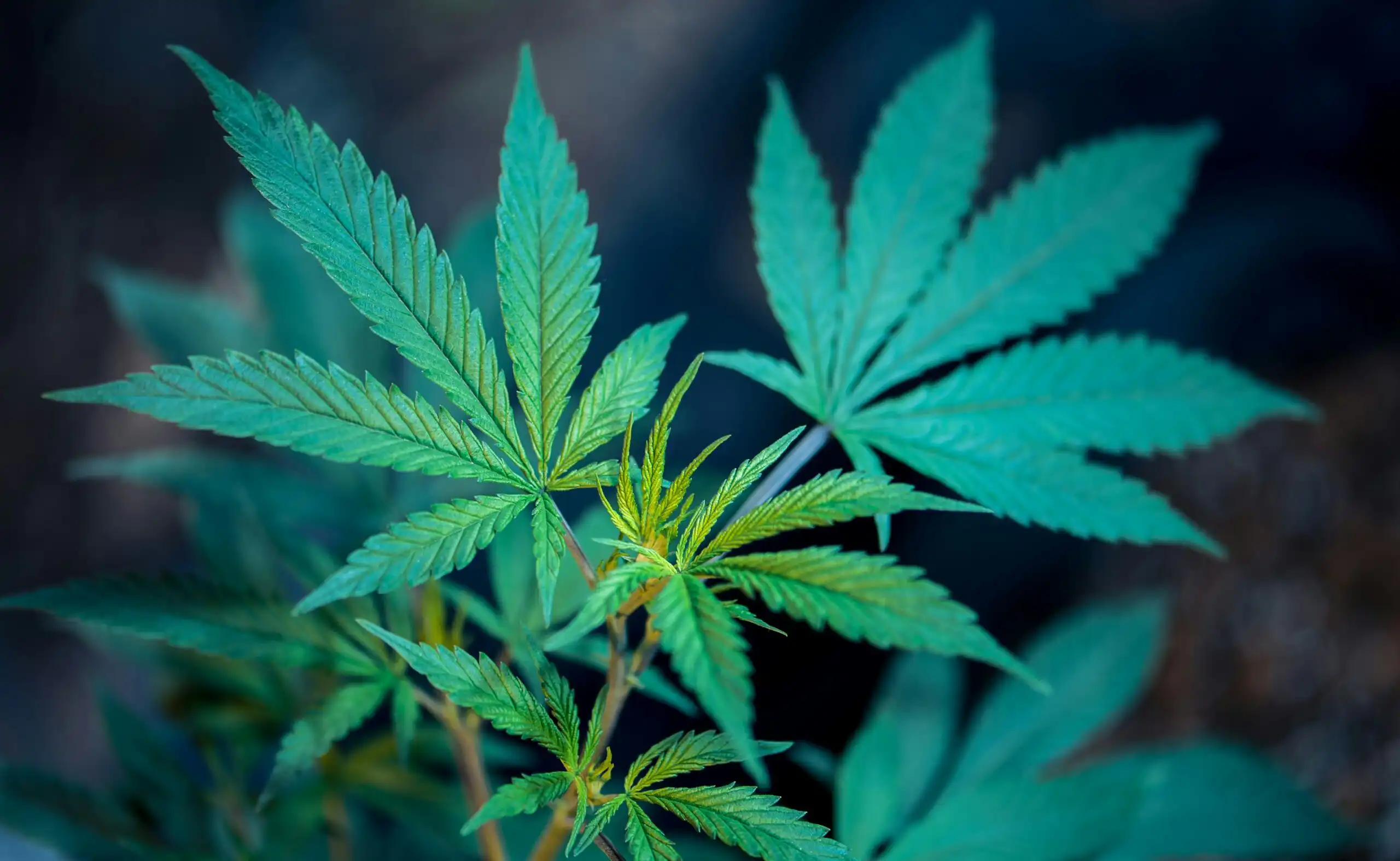 Le projet de loi de réglementation de la marijuana médicale et du chanvre de Pennsylvanie prépare l'État à une légalisation plus large des loisirs, déclare le sénateur républicain