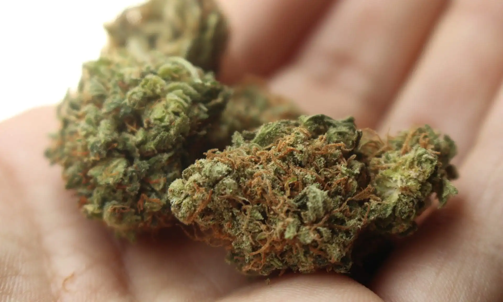 Les États légaux de marijuana s'apprêtent à augmenter les limites de possession, permettant aux consommateurs de transporter plus de cannabis sans crainte de criminalisation