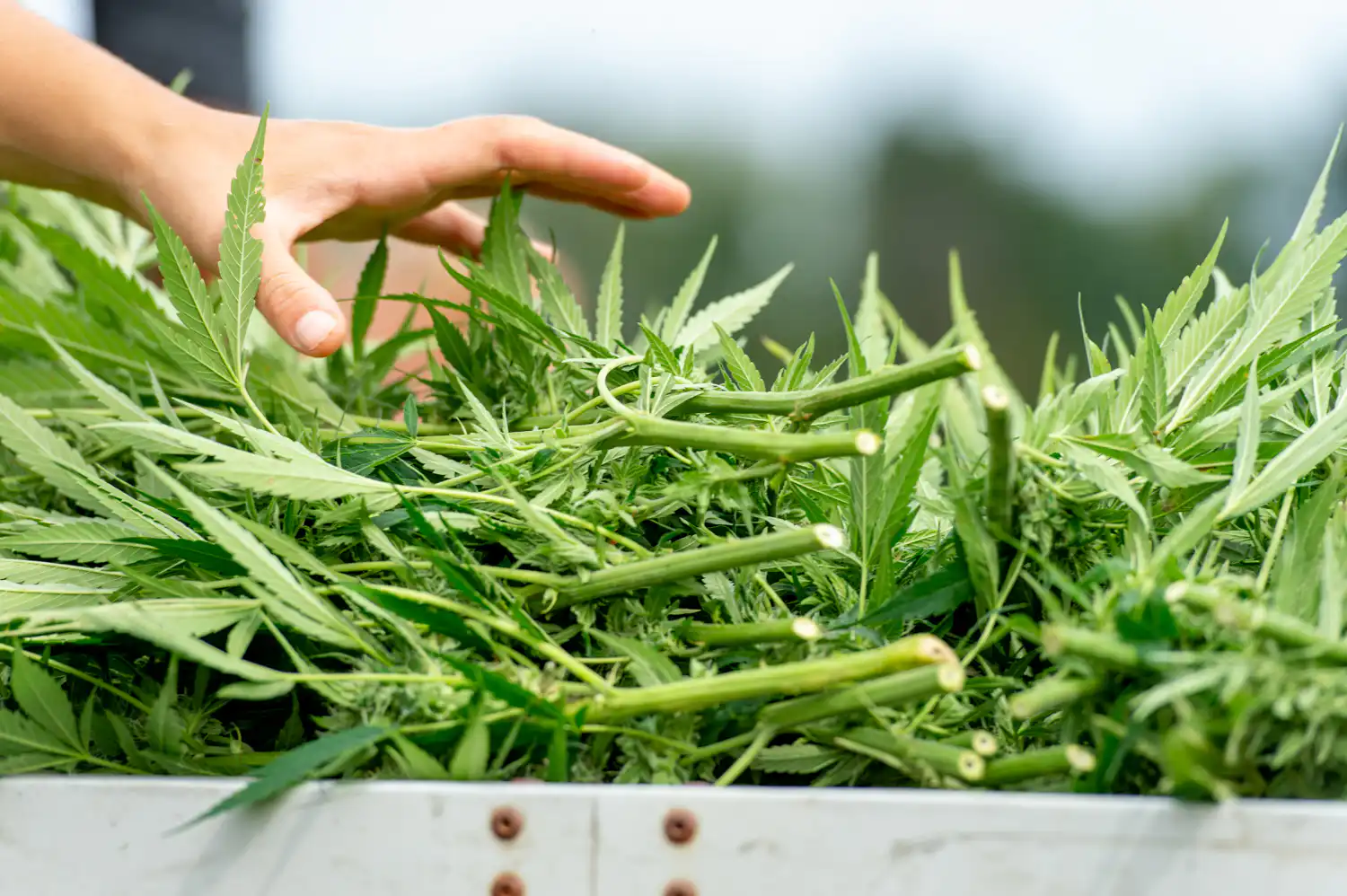 Les législateurs de Virginie envisagent d'inclure la légalisation des ventes de marijuana dans le projet de loi budgétaire du mois prochain afin de forcer la main du gouverneur suite à son veto