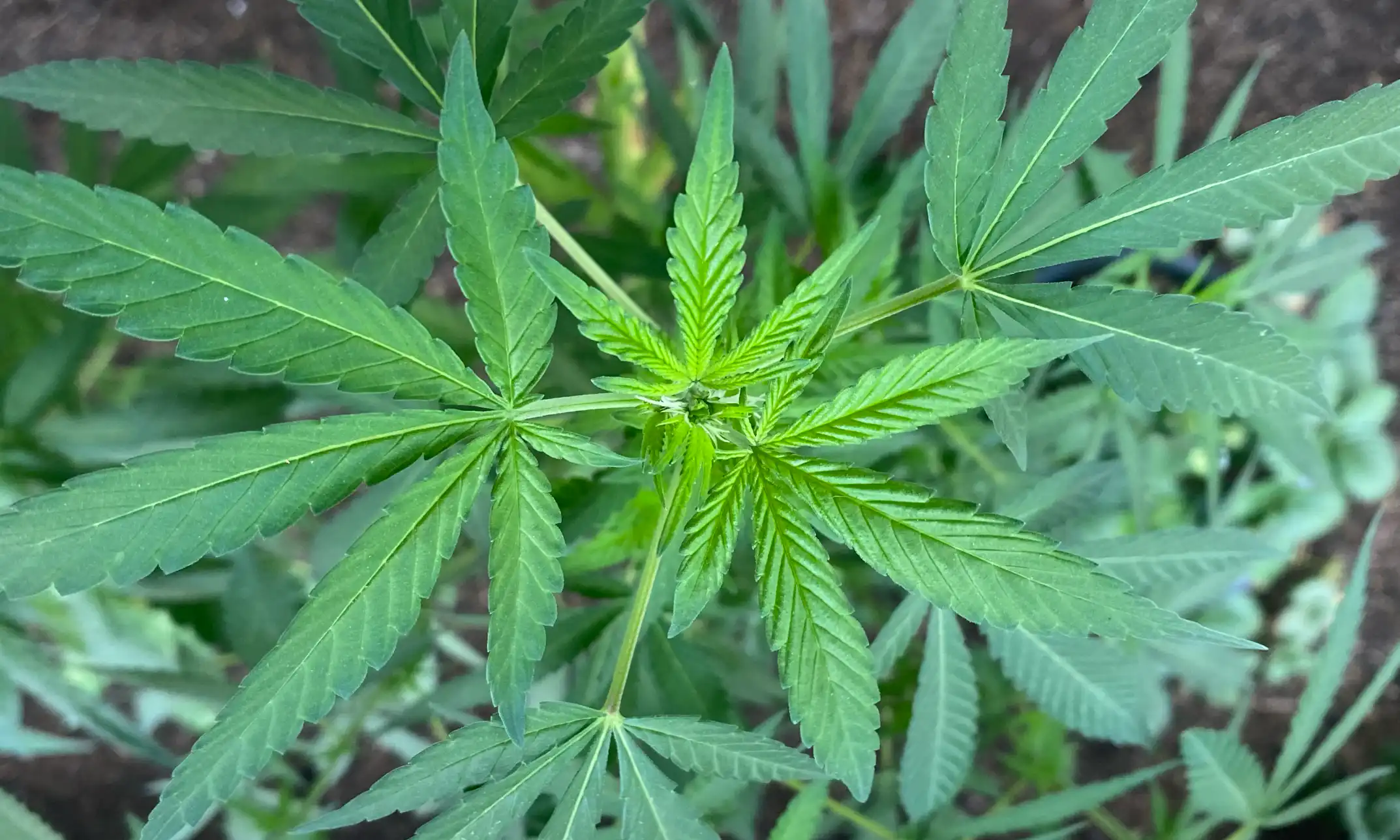 Un responsable de l'Idaho explique pourquoi l'initiative sur la marijuana médicale n'apparaîtra pas lors du scrutin de novembre