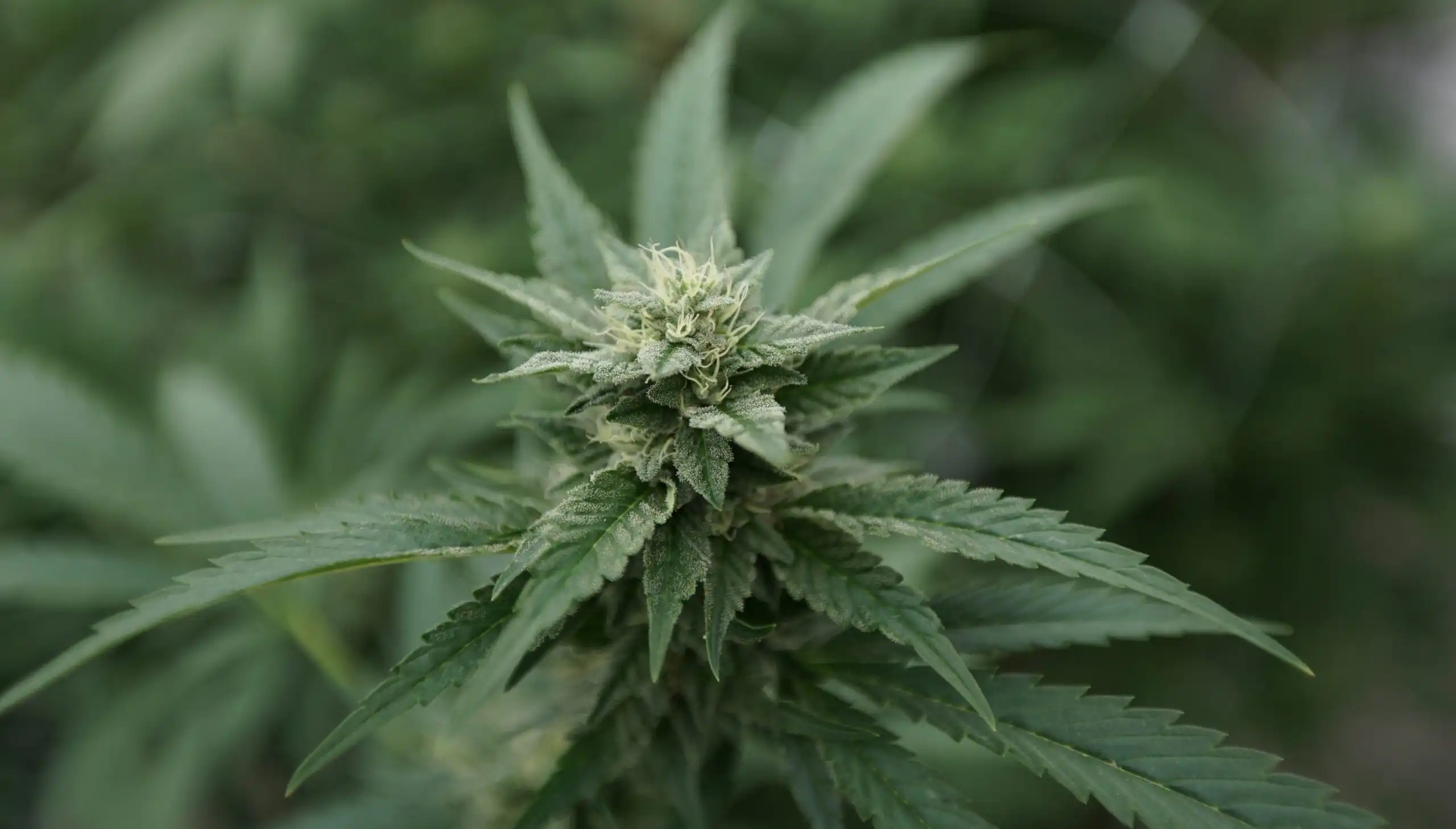 Le gouvernement fédéral met en garde les camionneurs contre la consommation de cannabis après un report (Newsletter : 19 mai 2026)