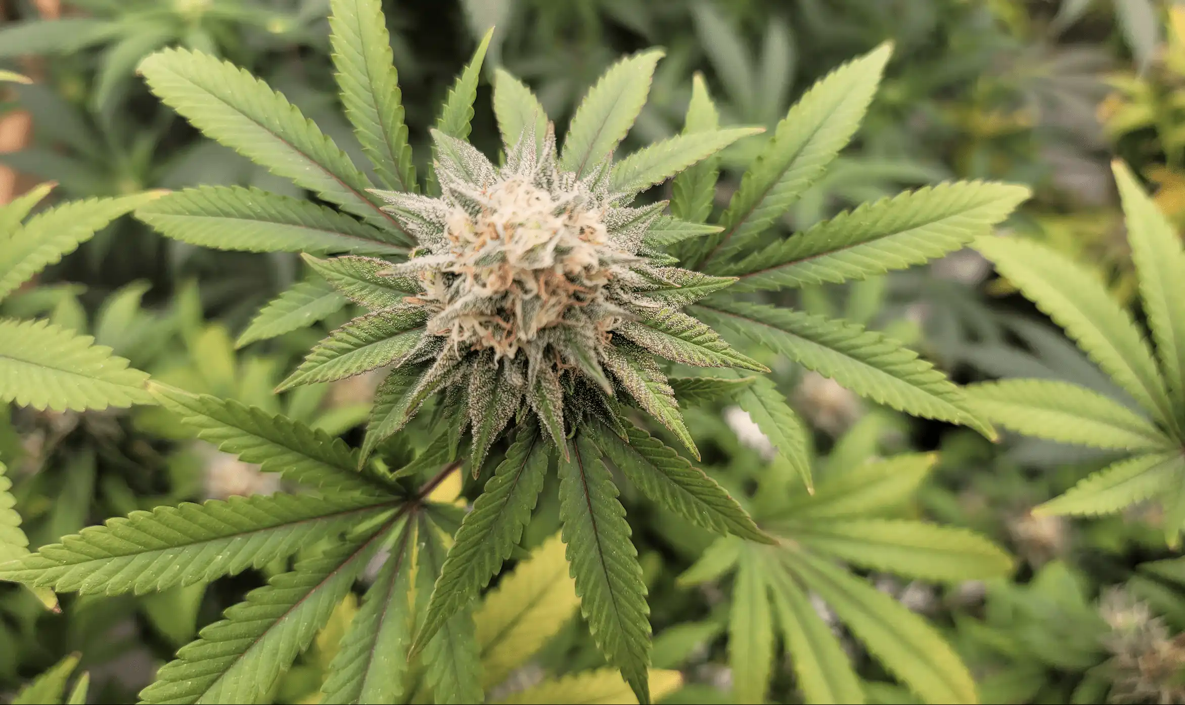 Les opposants à la marijuana intentent une action en justice pour bloquer la décision de rééchelonnement fédéral de l'administration Trump