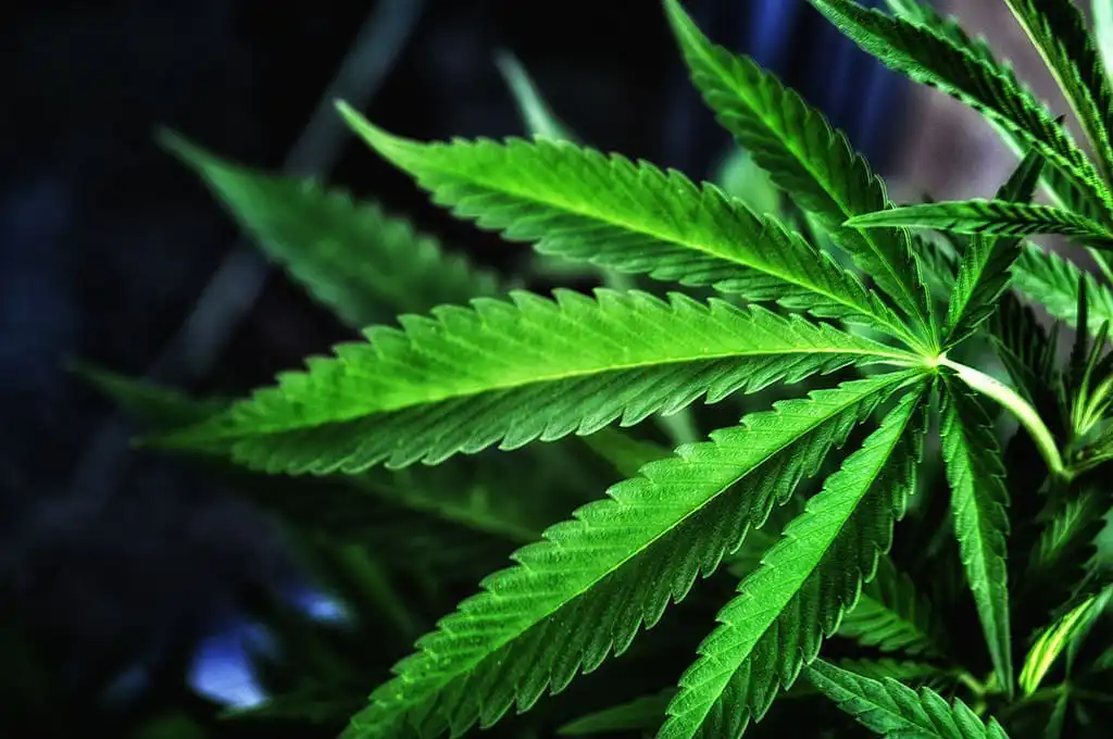 Les militants de la marijuana disent qu'ils sont « exclus » de l'audience de report de la DEA qui ne présente que des opposants à la légalisation