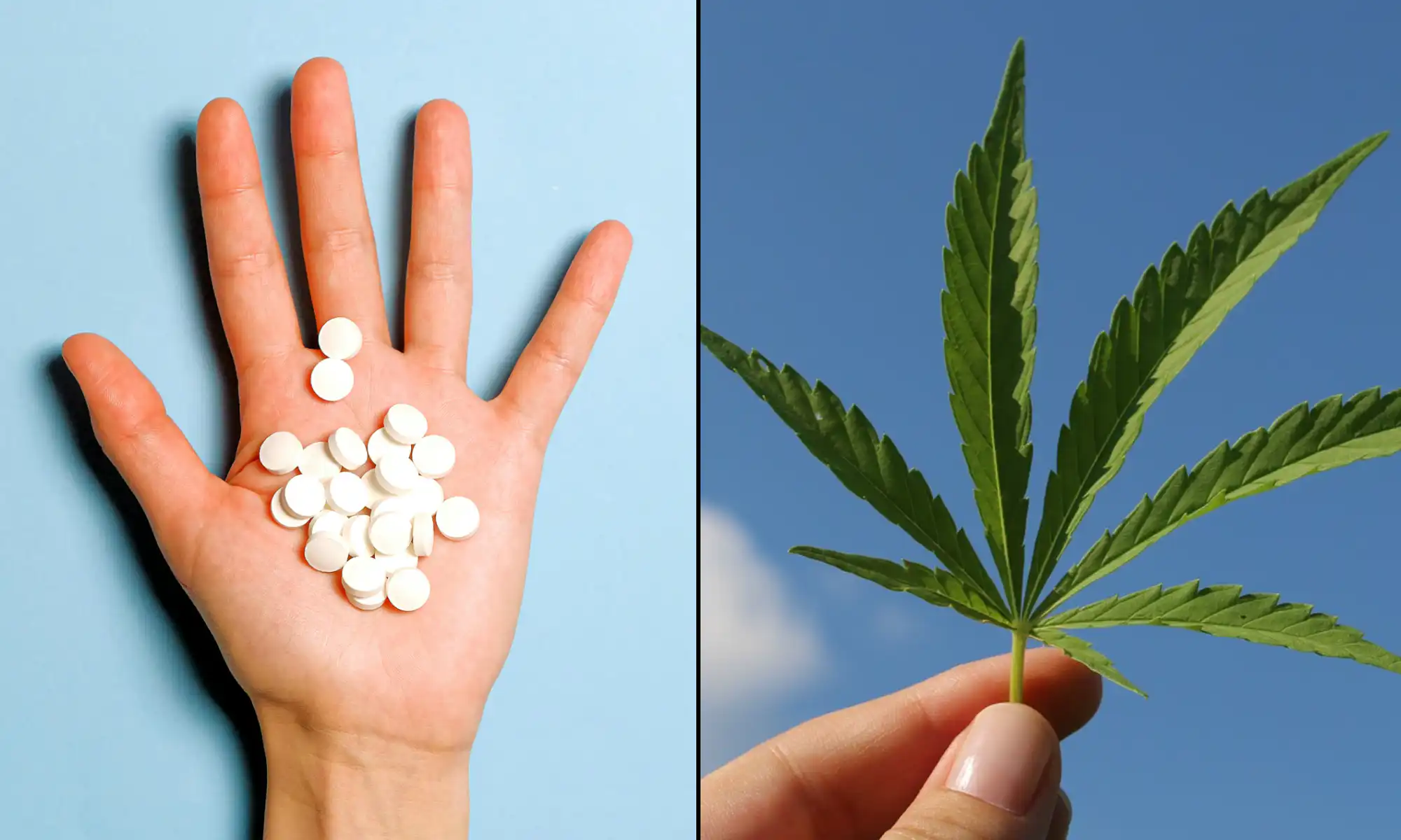 La marijuana entraîne des « améliorations substantielles » des douleurs lombaires et un arrêt « quasi total » des opioïdes, selon une étude