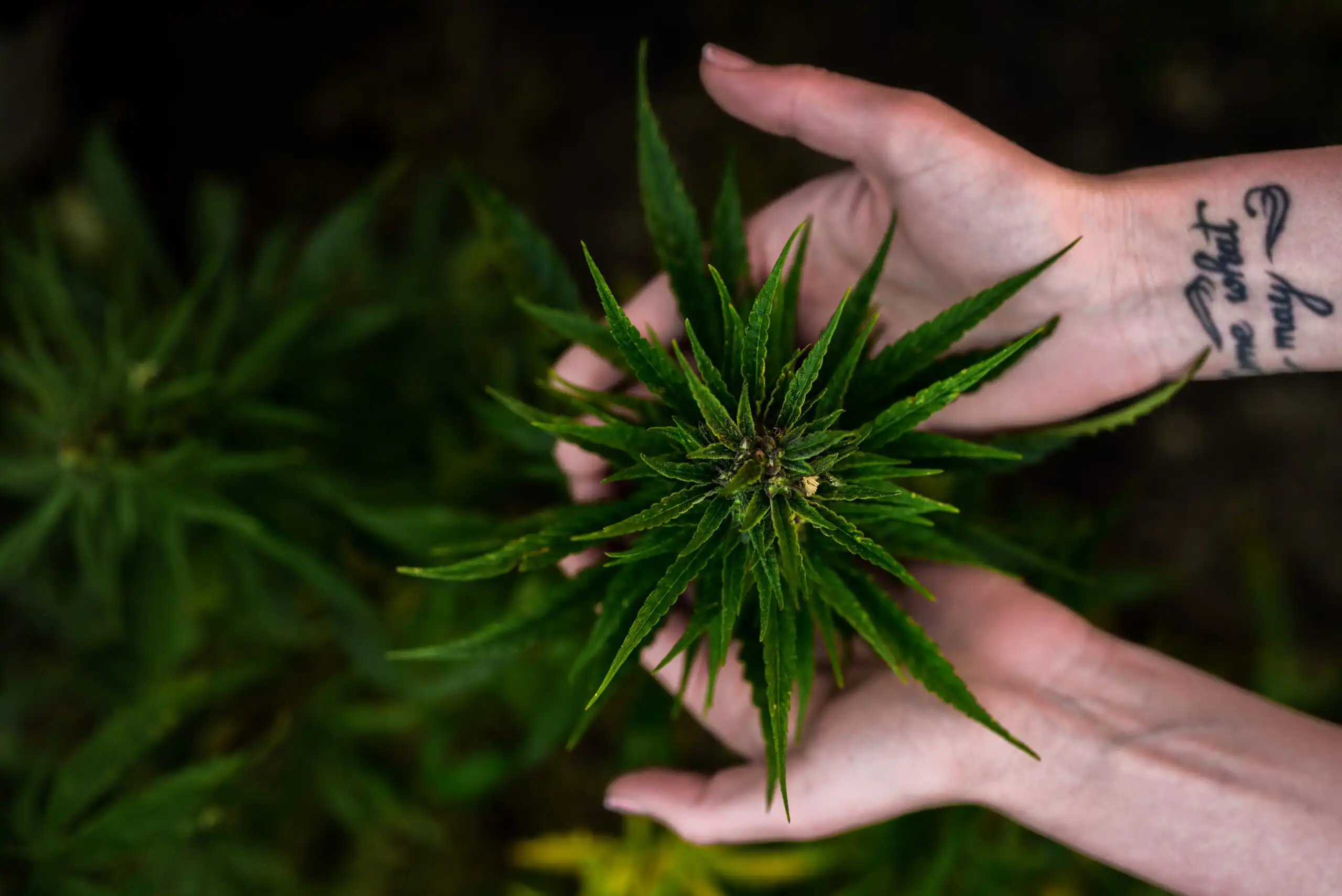 La plupart des Américains ne pensent pas que la marijuana est très dangereuse ou qu'elle conduit à la consommation d'autres drogues, selon un nouveau sondage