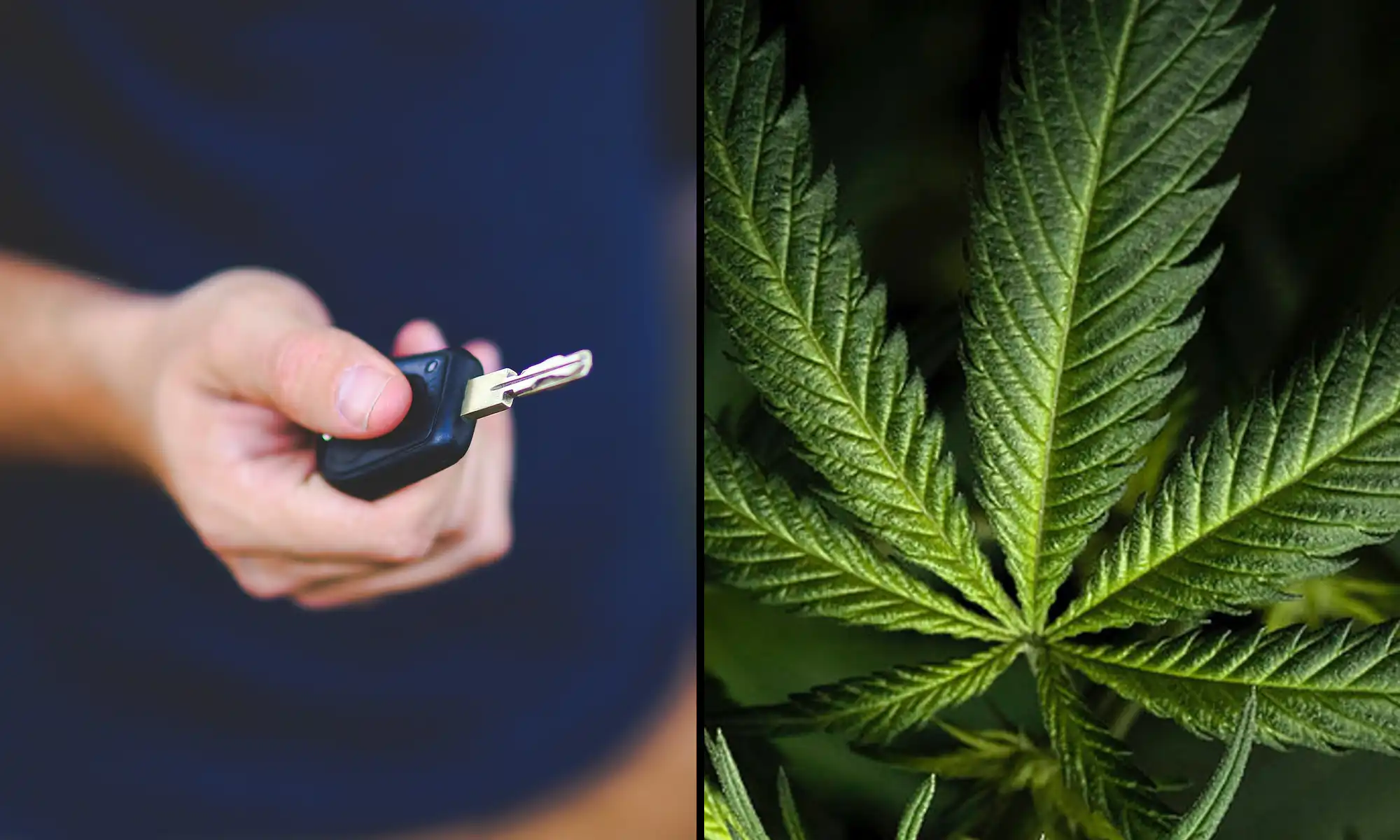 Le gouvernement fédéral élaborerait des « normes de réduction des facultés » pour la marijuana et d'autres drogues dans le cadre d'un nouveau projet de loi bipartite sur les transports au Congrès