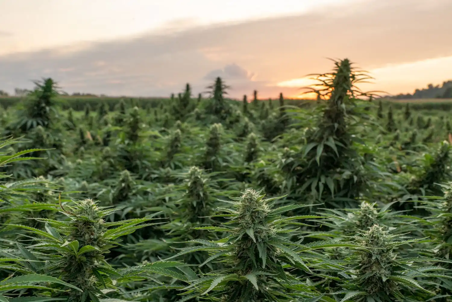 Les législateurs poussent Trump à gracier les prisonniers liés au cannabis (Newsletter : 25 mai 2026)