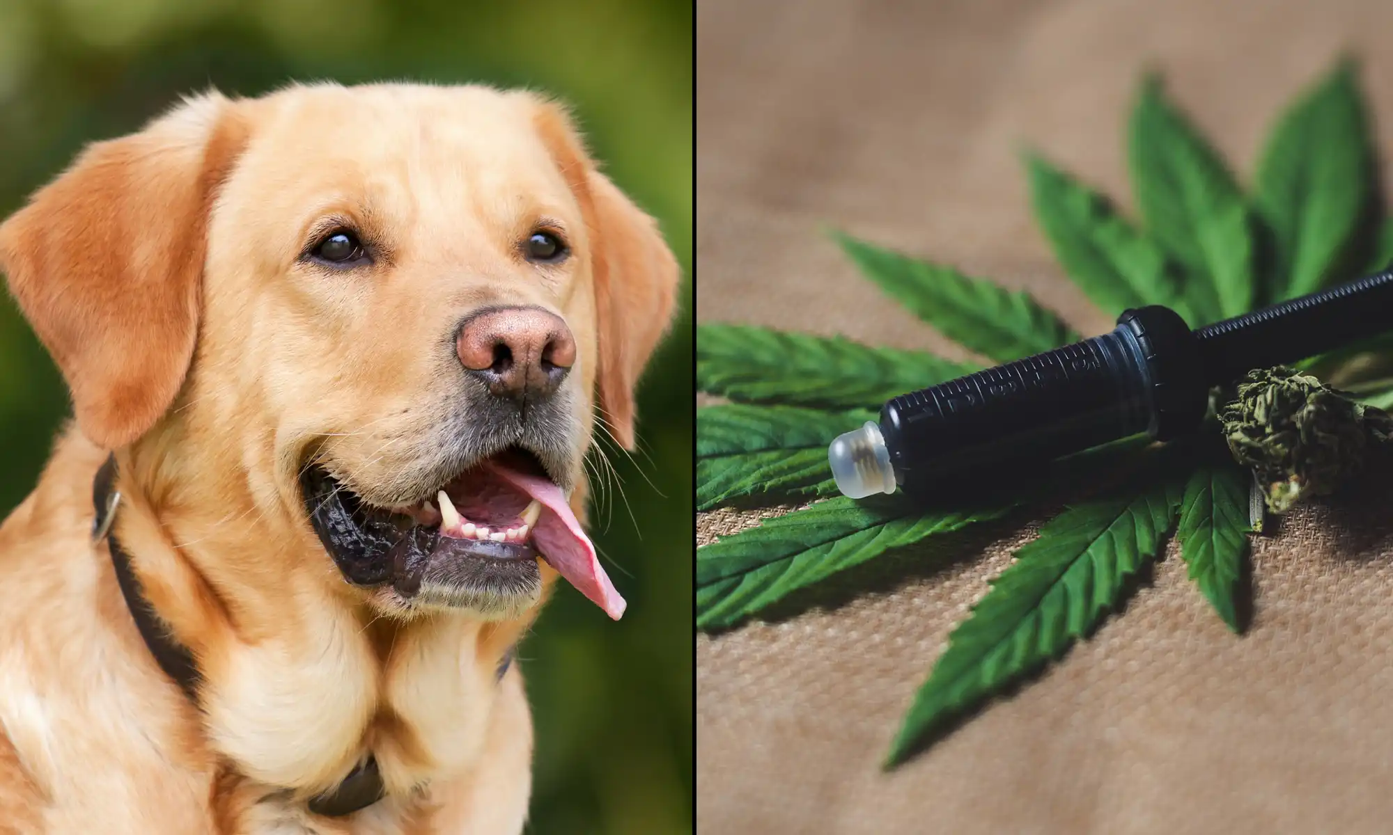 Le CBD a le potentiel en tant qu’« agent anticancéreux » pour les chiens, conclut une nouvelle revue scientifique