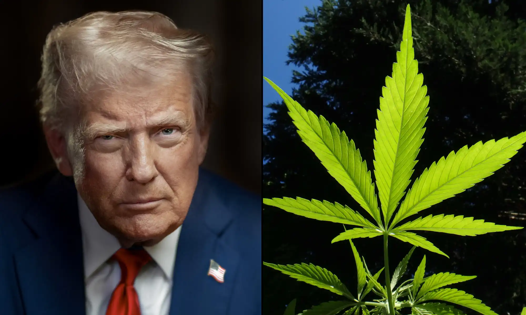 La stratégie antidrogue de la Maison Blanche montre les conflits de l'administration Trump sur la marijuana et d'autres questions, disent les experts