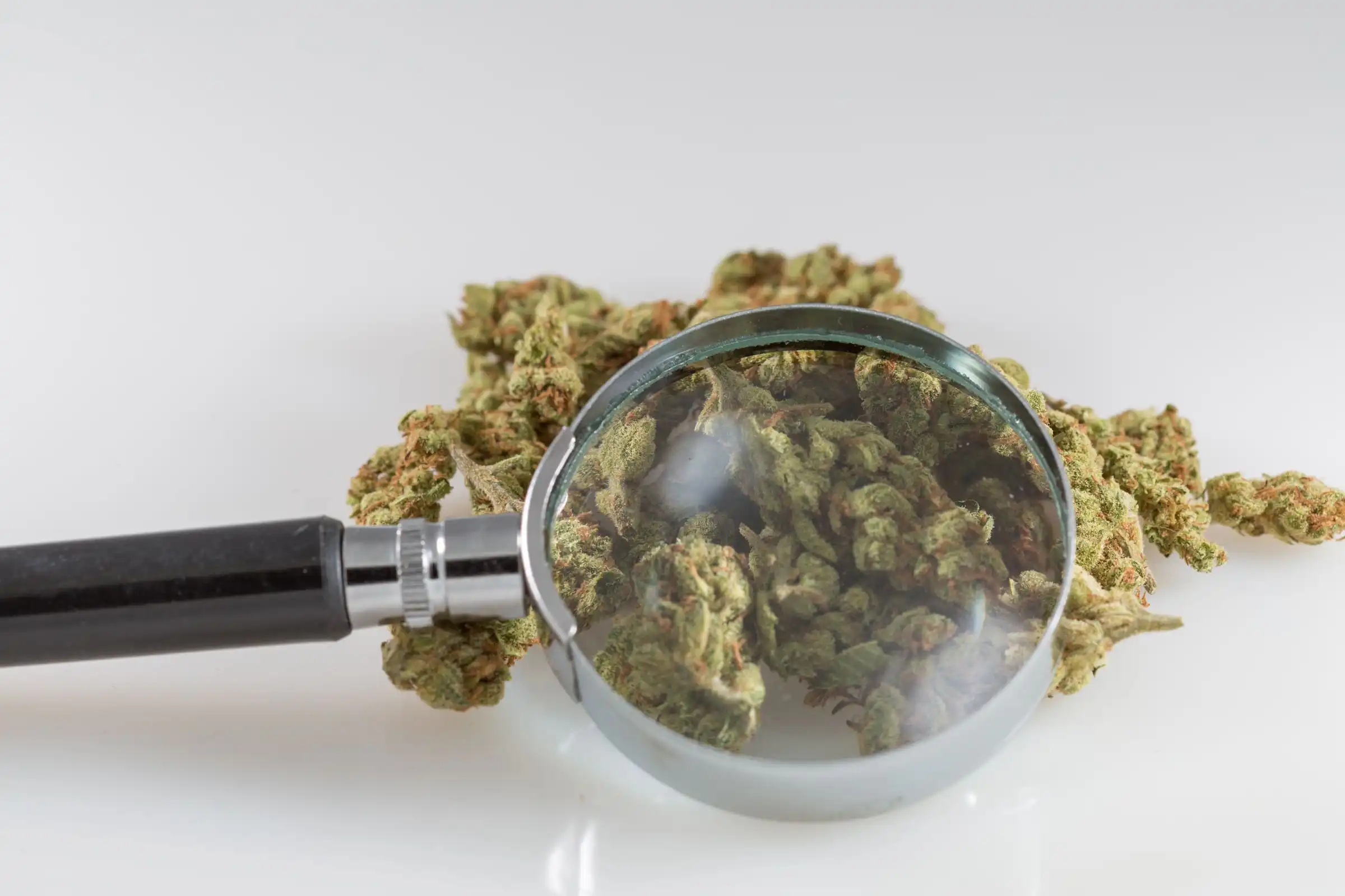L'Agence fédérale scientifique ajoute de nouveaux composés de cannabis à sa bibliothèque d'« empreintes chimiques »