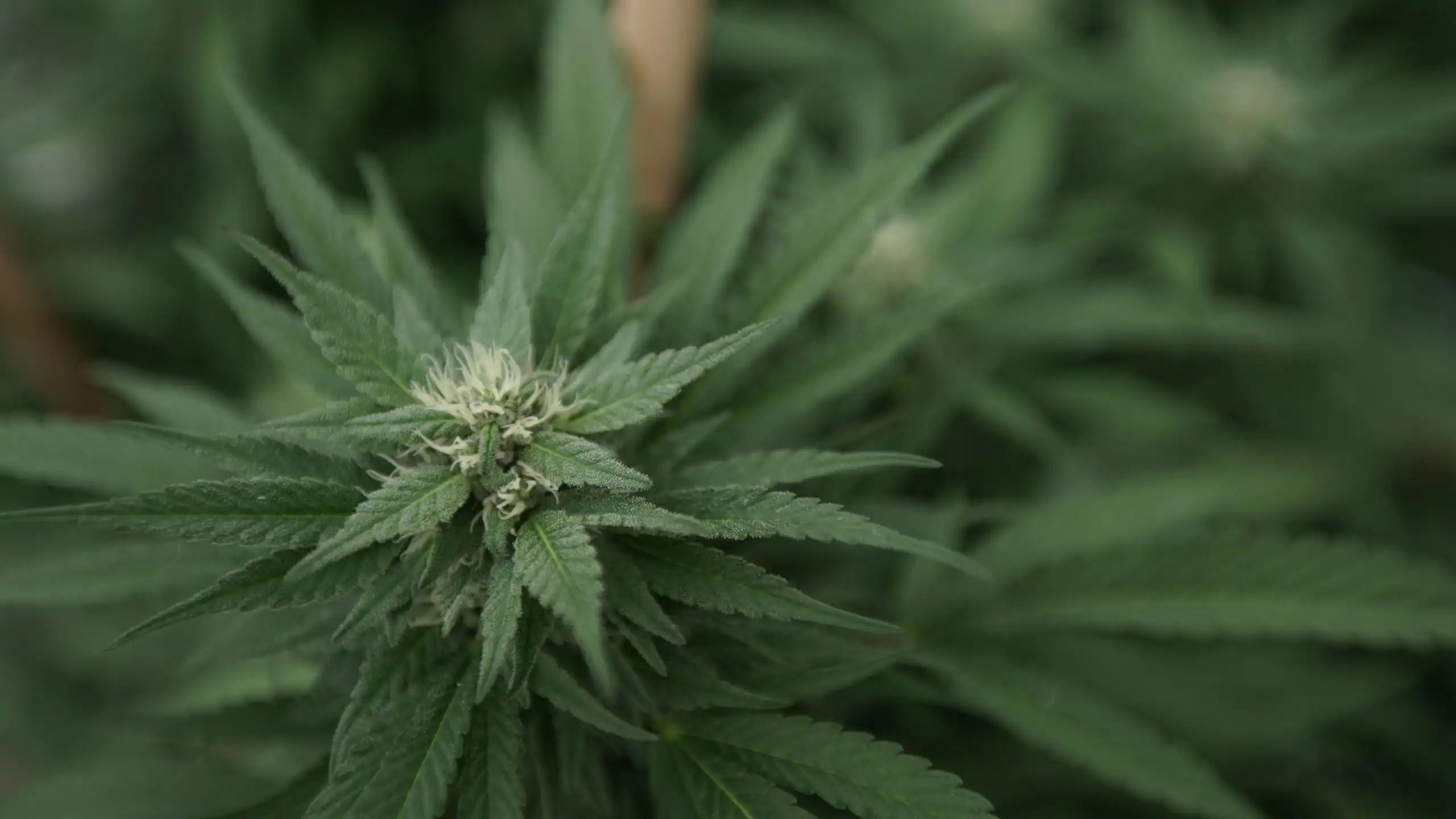 Le Congrès veut sévir contre les produits à base de cannabis non réglementés (Newsletter : 13 mai 2026)