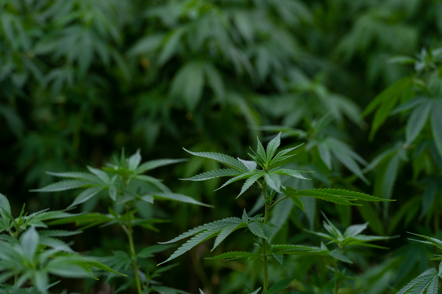 Les régulateurs du Missouri se préparent à la loterie finale des licences commerciales d'équité en matière de marijuana