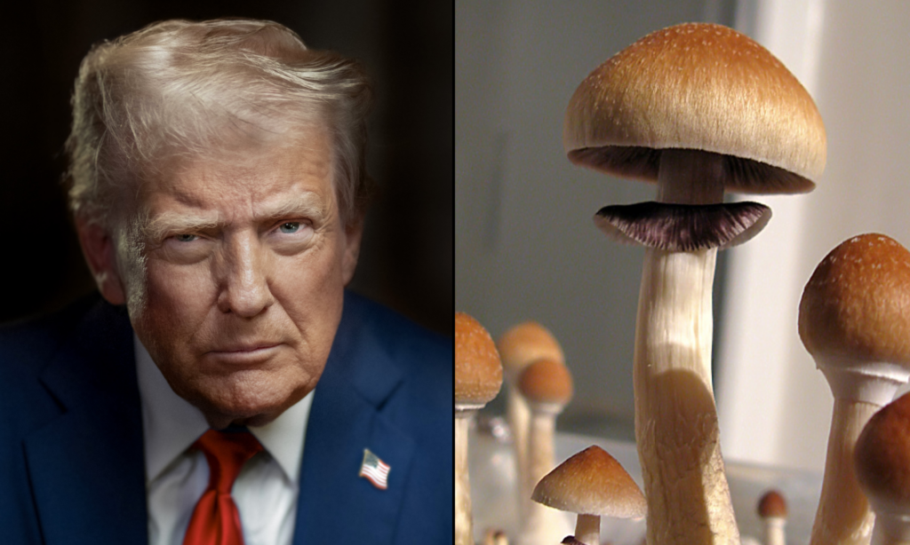 La DEA devrait « agir rapidement » avec le reprogrammation de la psilocybine à la lumière de l'ordonnance de Trump sur les psychédéliques, déclare l'avocat du médecin à l'origine de la pétition