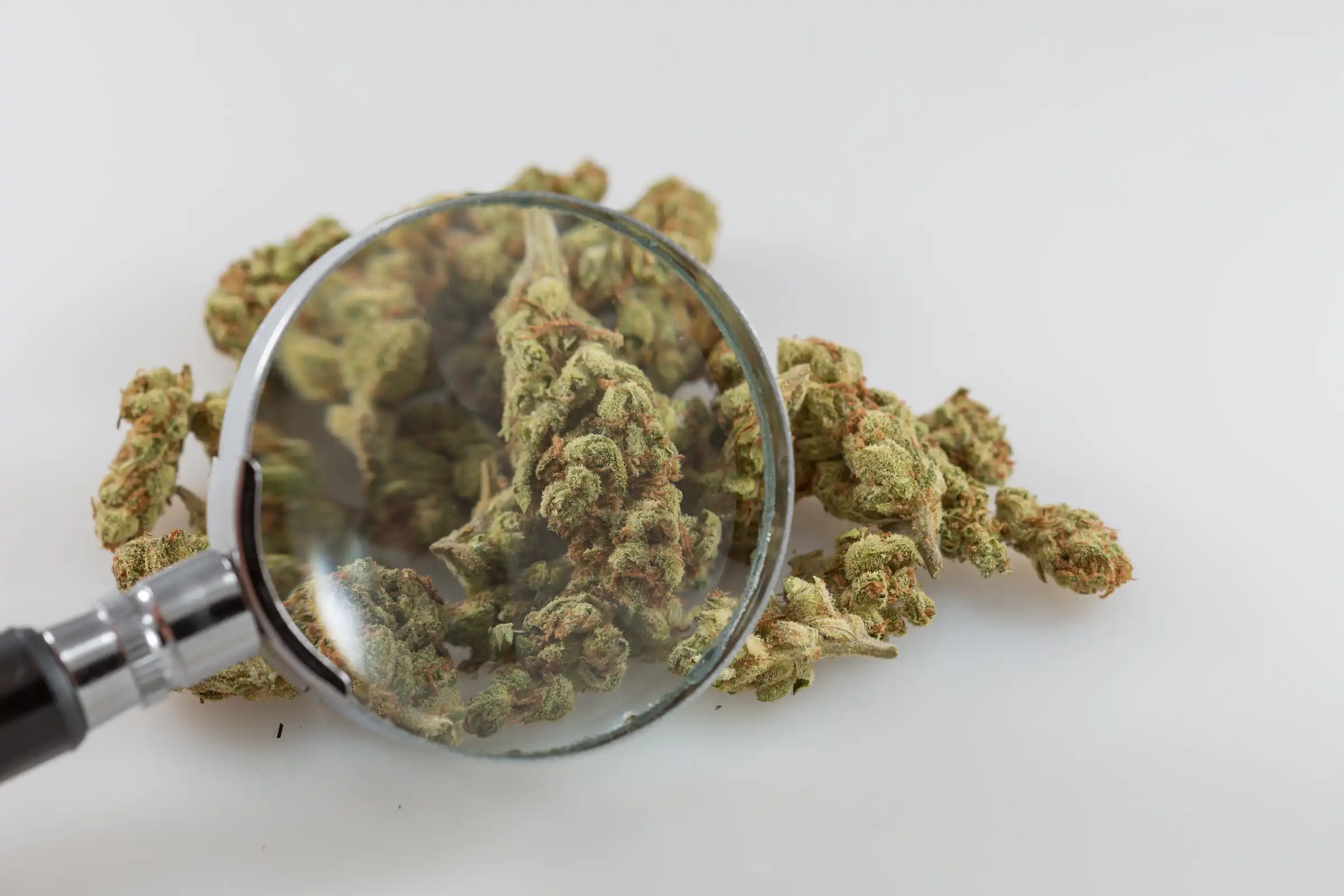 Les responsables de la marijuana dans le Missouri annoncent le rappel de joints pré-roulés suite aux résultats des tests de moisissures