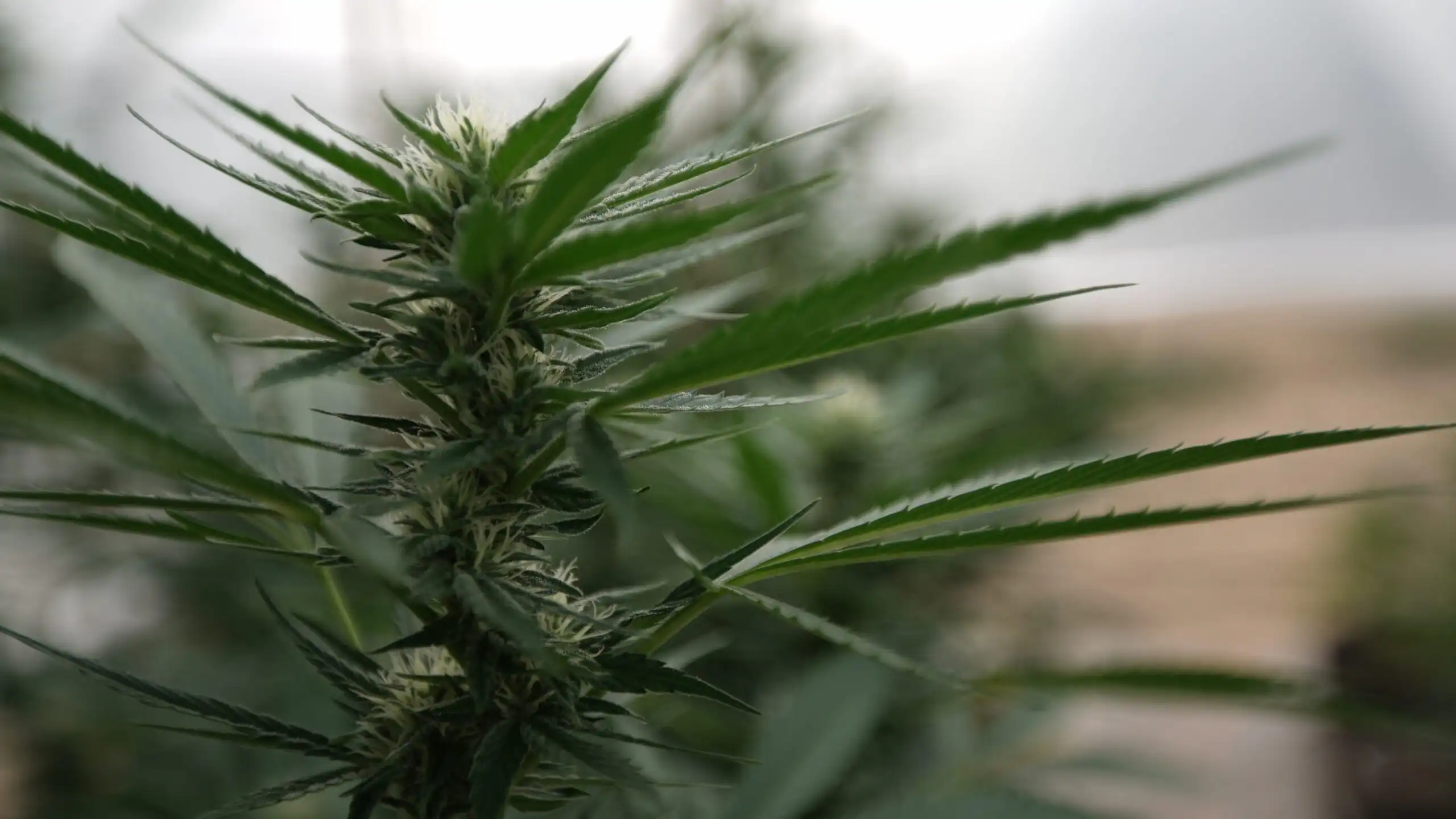 La DEA lance de nouvelles demandes d’enregistrement d’entreprise de cannabis (Newsletter : 12 mai 2026)
